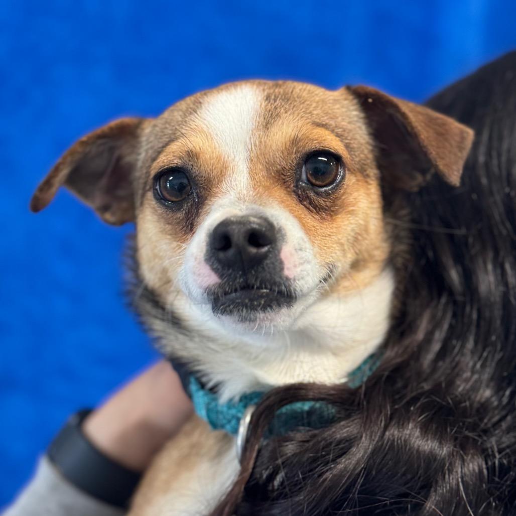 Enlarge Cha Cha, a Adoptable Chihuahua in Santa Barbara, CA image 3/5