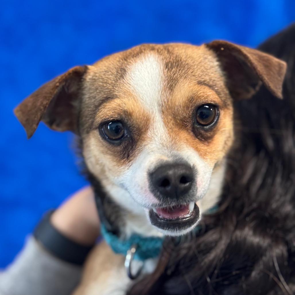 Enlarge Cha Cha, a Adoptable Chihuahua in Santa Barbara, CA image 4/5