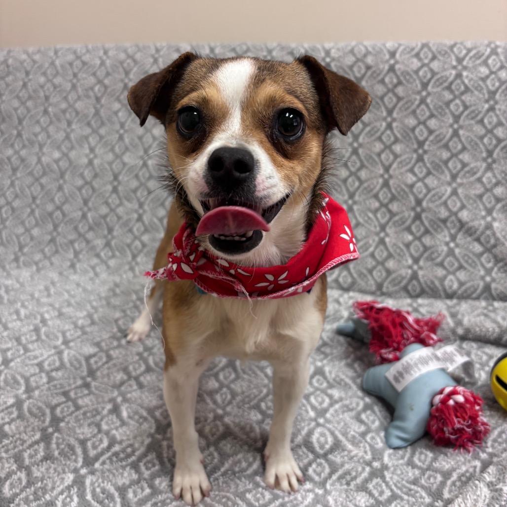 Enlarge Cha Cha, a Adoptable Chihuahua in Santa Barbara, CA image 5/5