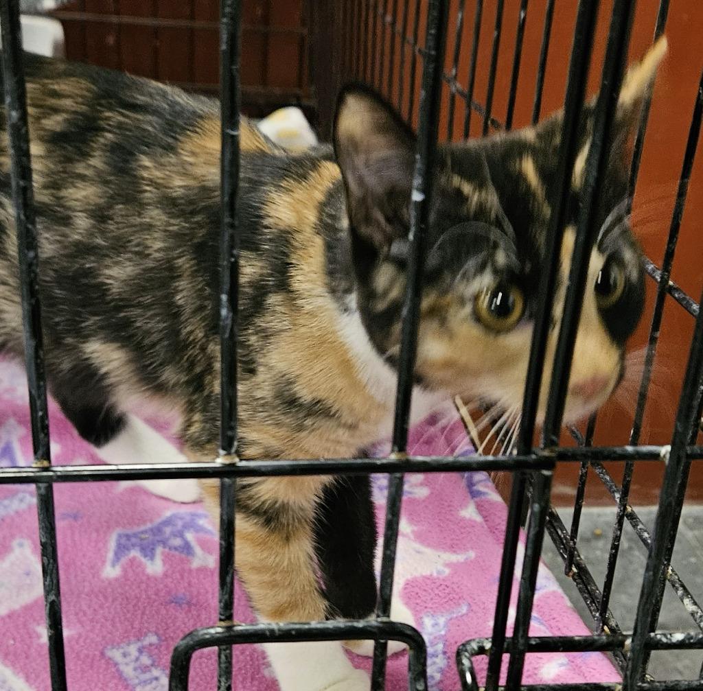 Enlarge Luna, a Adopted mixed breed in St. Cloud, MN image 1/1