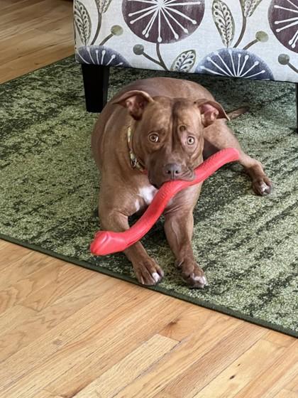 Enlarge Ziva, a ADOPTABLE Mixed Breed in Westbrook, ME image 1/3