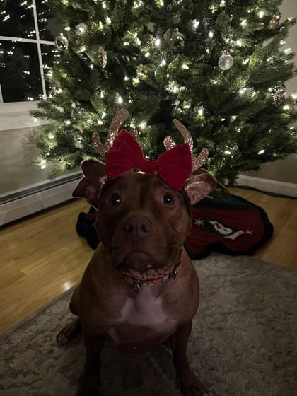 Enlarge Ziva, a ADOPTABLE Mixed Breed in Westbrook, ME image 2/3