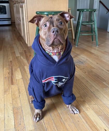 Enlarge Ziva, a ADOPTABLE Mixed Breed in Westbrook, ME image 3/3