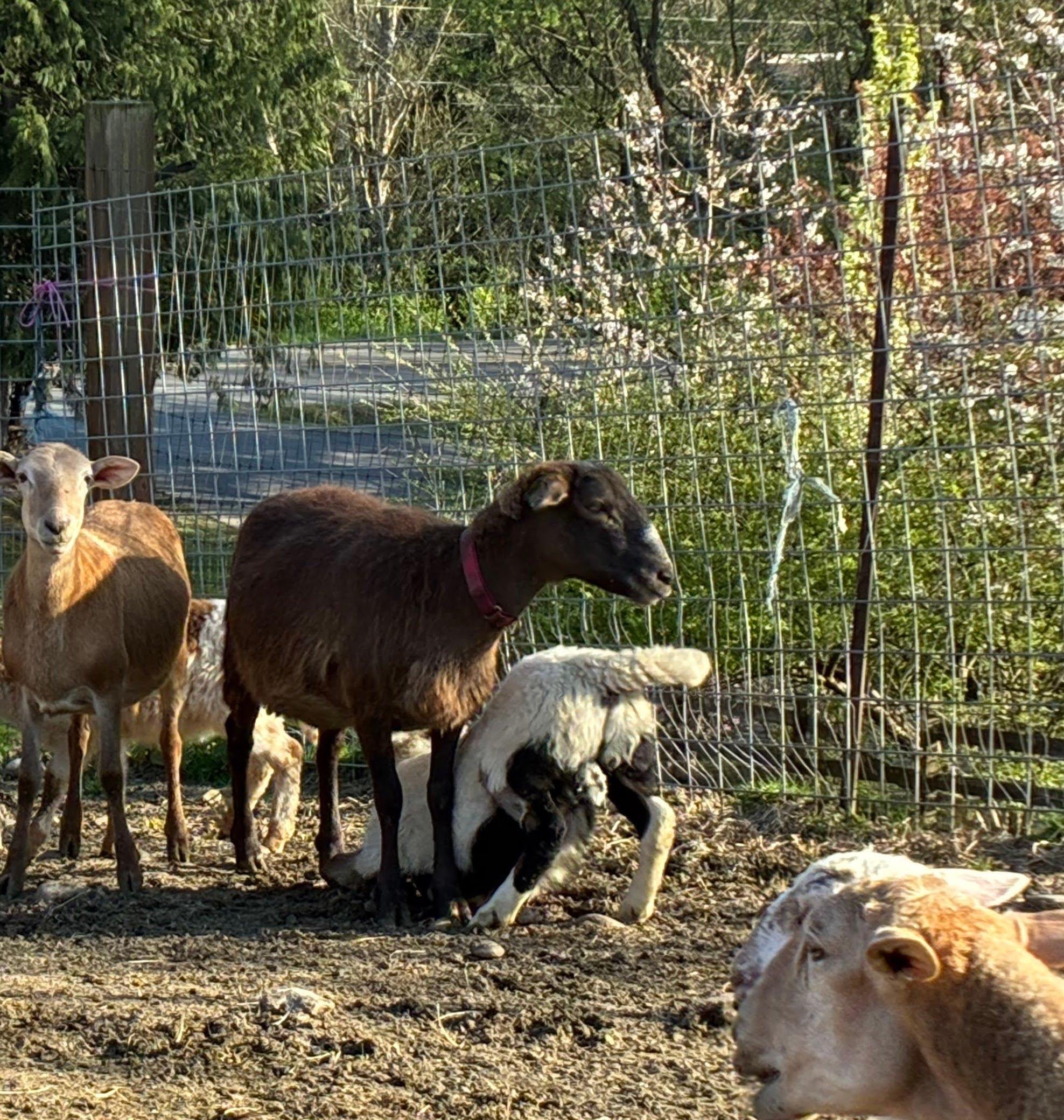 Lacy and Happy, Adult Female unknown