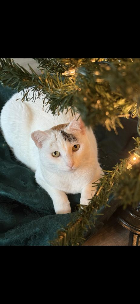 Enlarge Stella, a Adoptable mixed breed in Fort Walton Beach, FL image 1/1