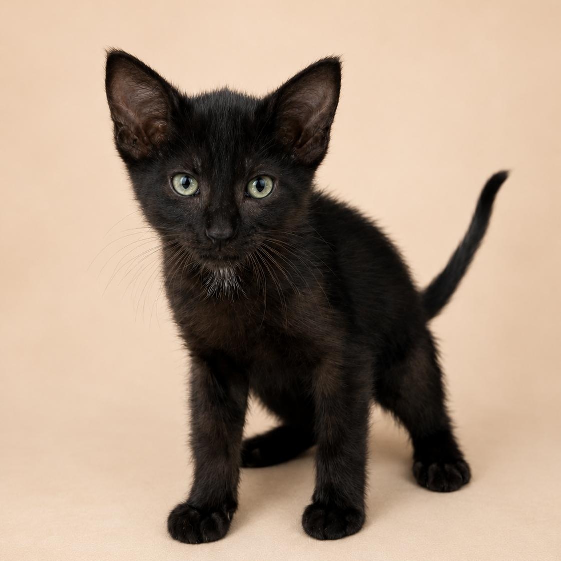 Fortune, Adopted, Kitten Male Domestic Short Hair.
