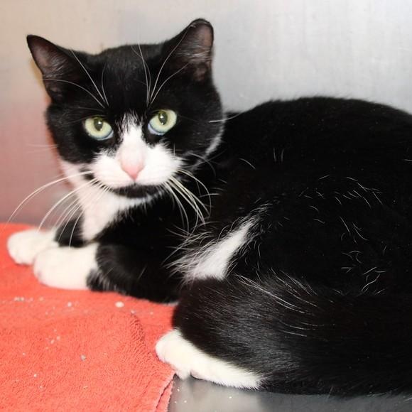 Enlarge Beatrice, a ADOPTABLE Domestic Short Hair in Medfield, MA image 4/5