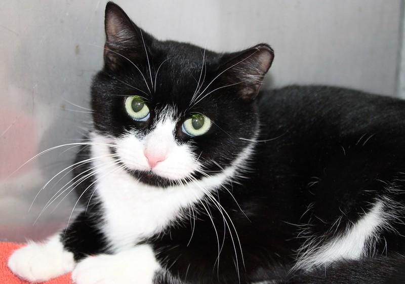 Enlarge Beatrice, a ADOPTABLE Domestic Short Hair in Medfield, MA image 3/5