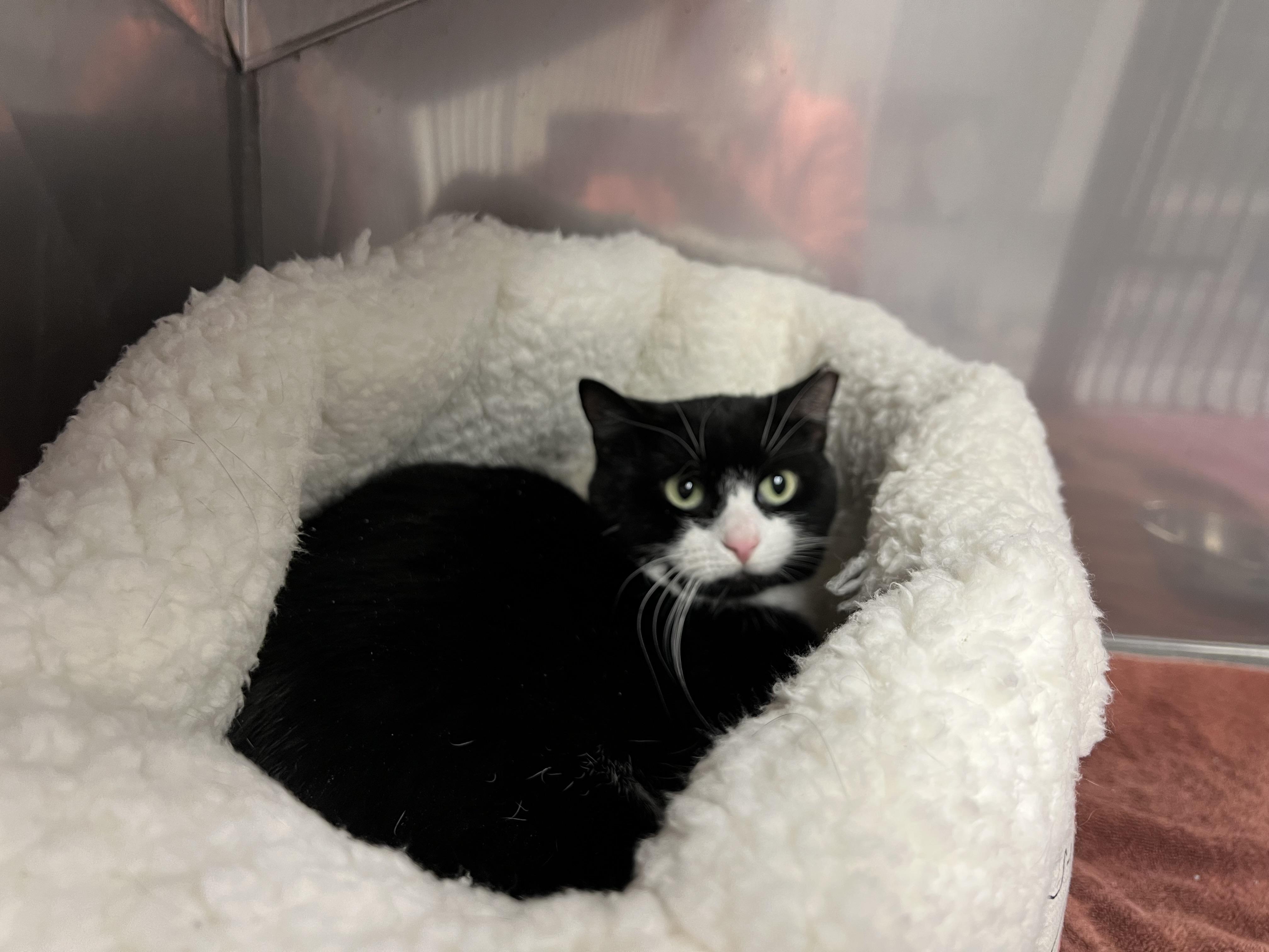 Enlarge Beatrice, a ADOPTABLE Domestic Short Hair in Medfield, MA image 5/5