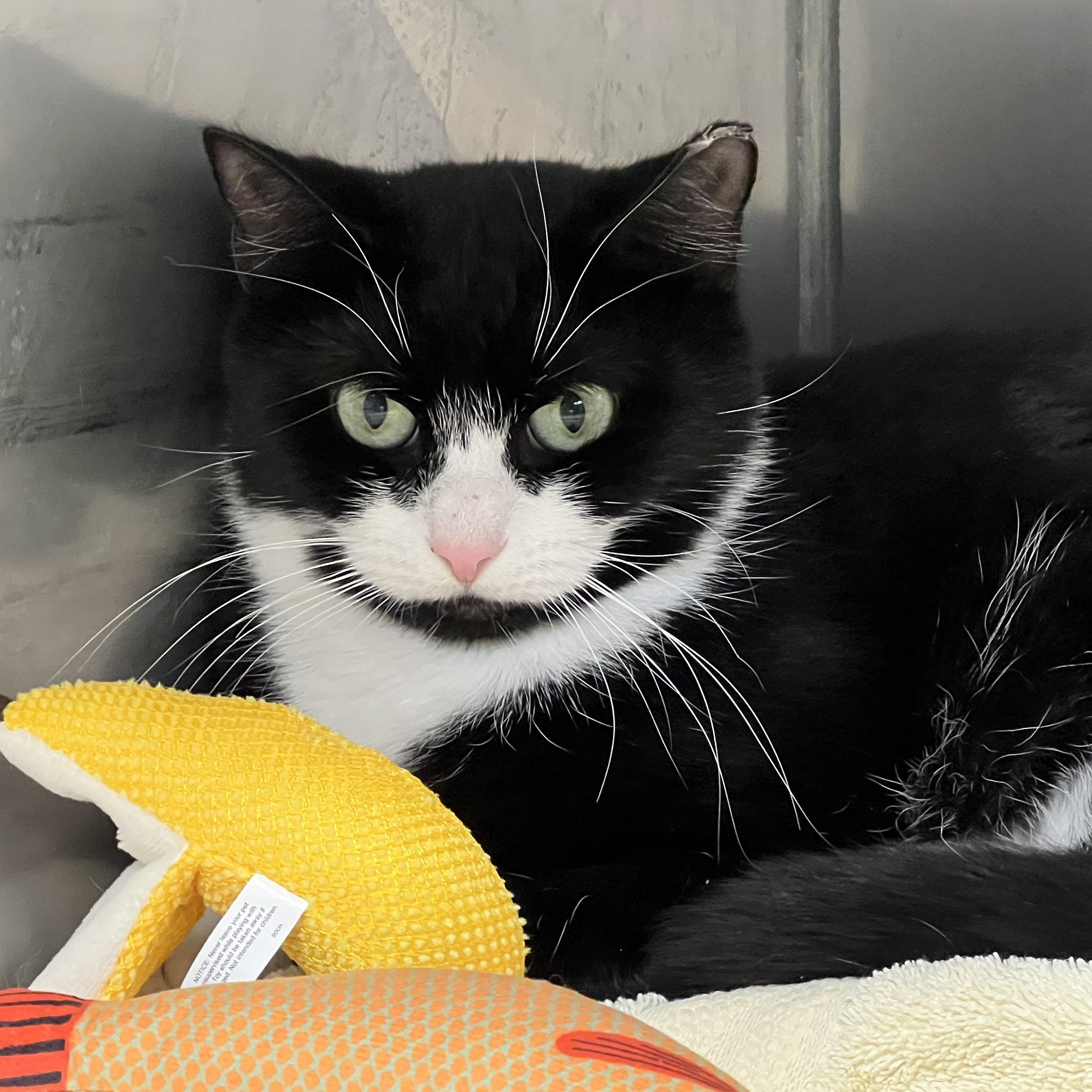 Beatrice, ADOPTABLE, Young Female Domestic Short Hair.