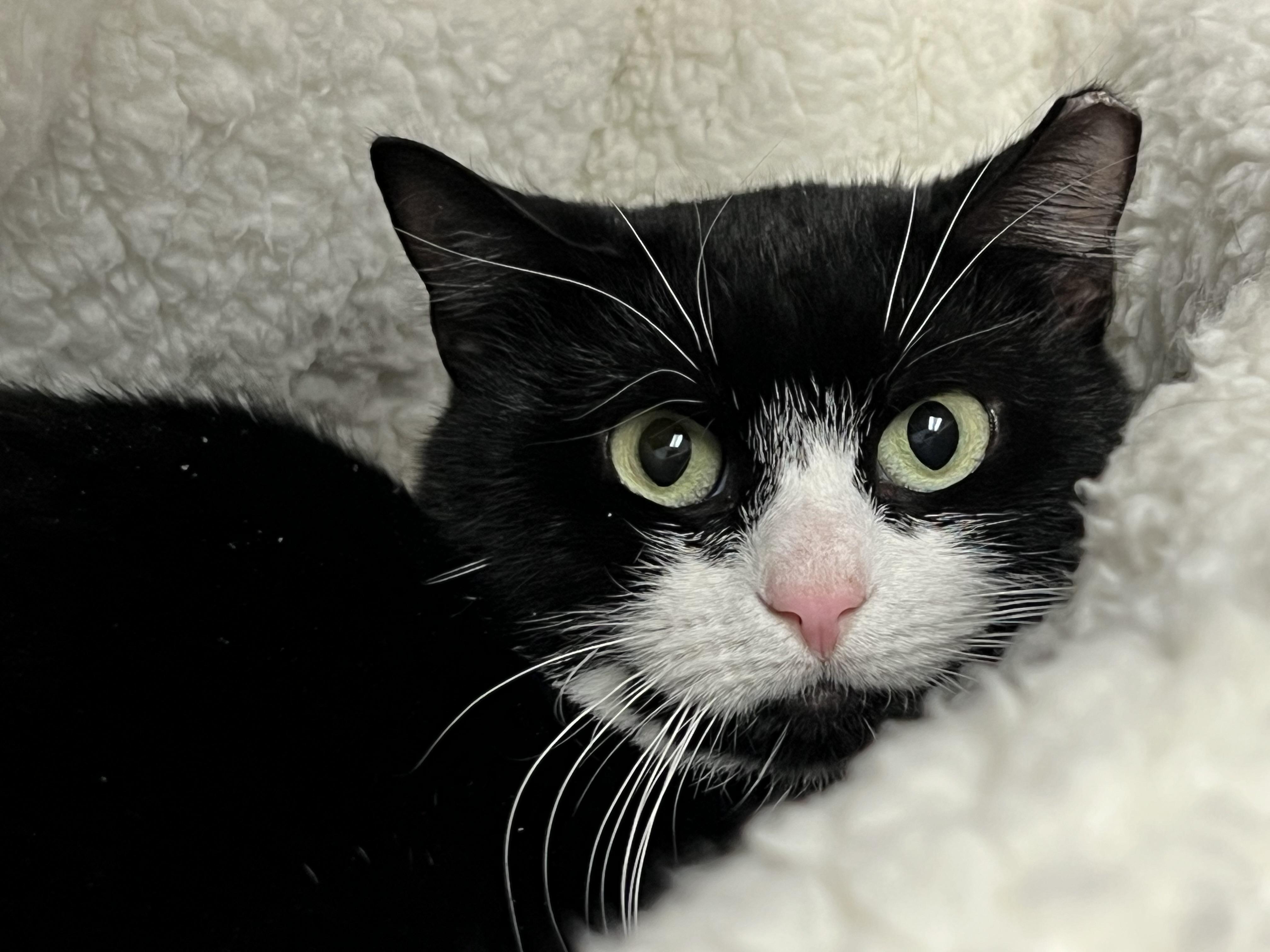 Enlarge Beatrice, a ADOPTABLE Domestic Short Hair in Medfield, MA image 1/5