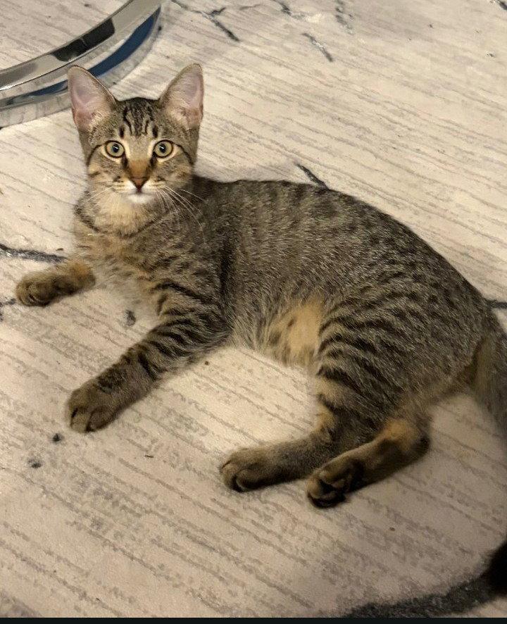 Enlarge Camden, a Adoptable mixed breed in Fort Myers, FL image 3/3