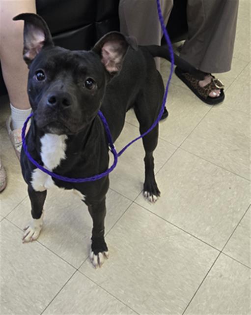 Enlarge ROCKO, a Adoptable mixed breed in Killeen, TX image 1/1