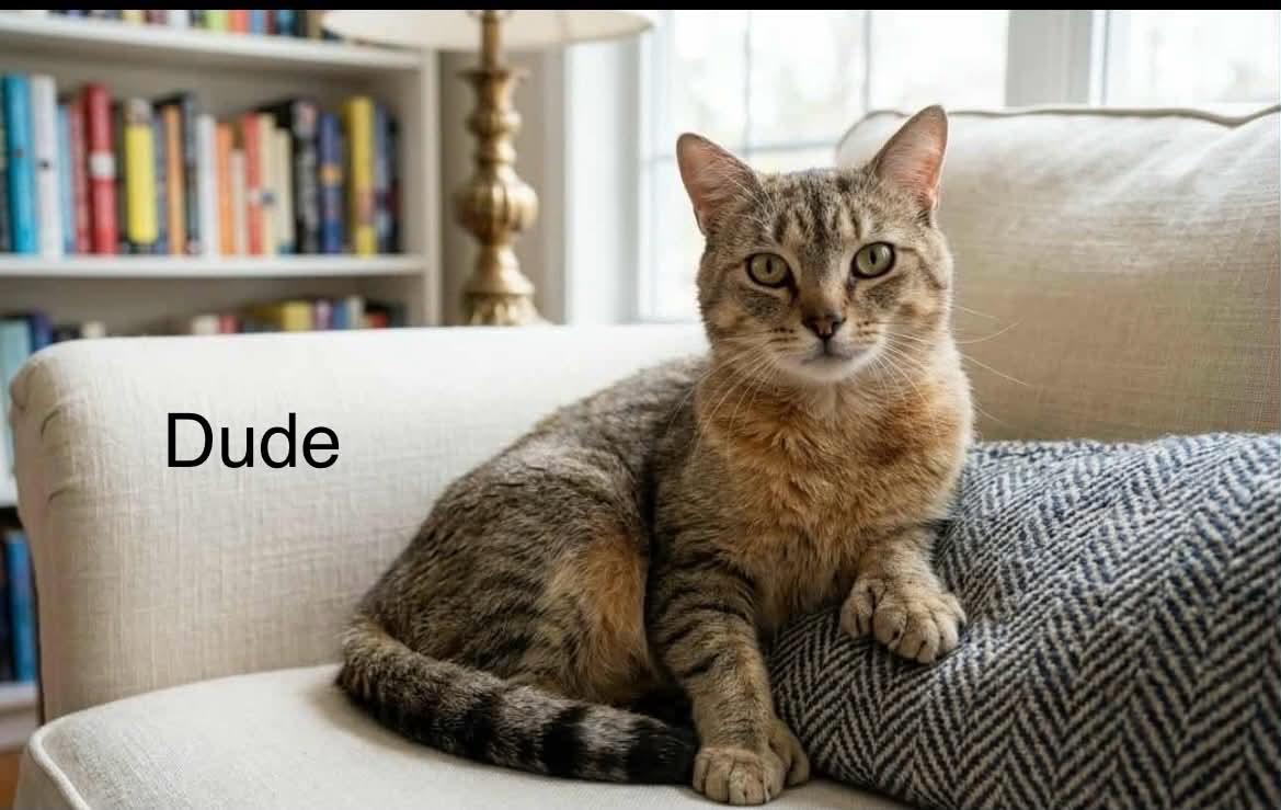Dude, a Adoptable Tabby in Livonia, MI image 2/3
