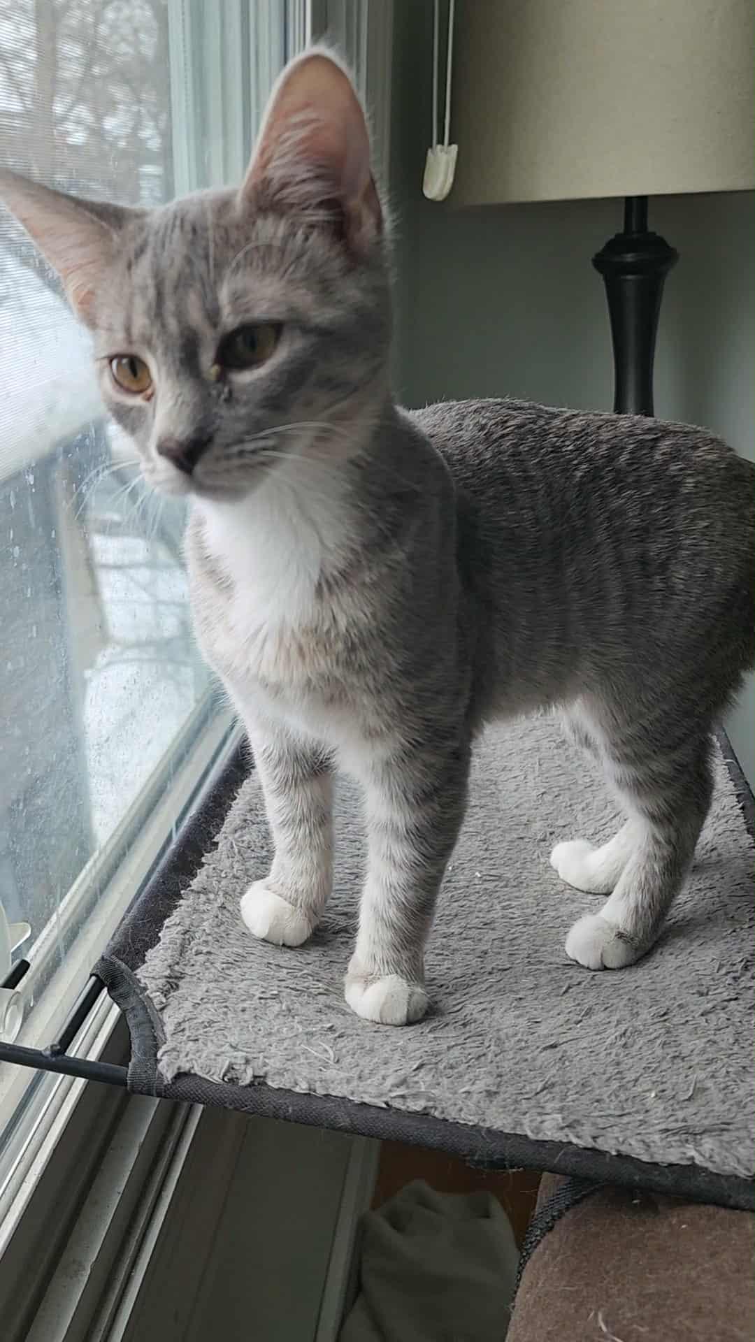 Blue Angel, adopted, Young Female Domestic Short Hair.