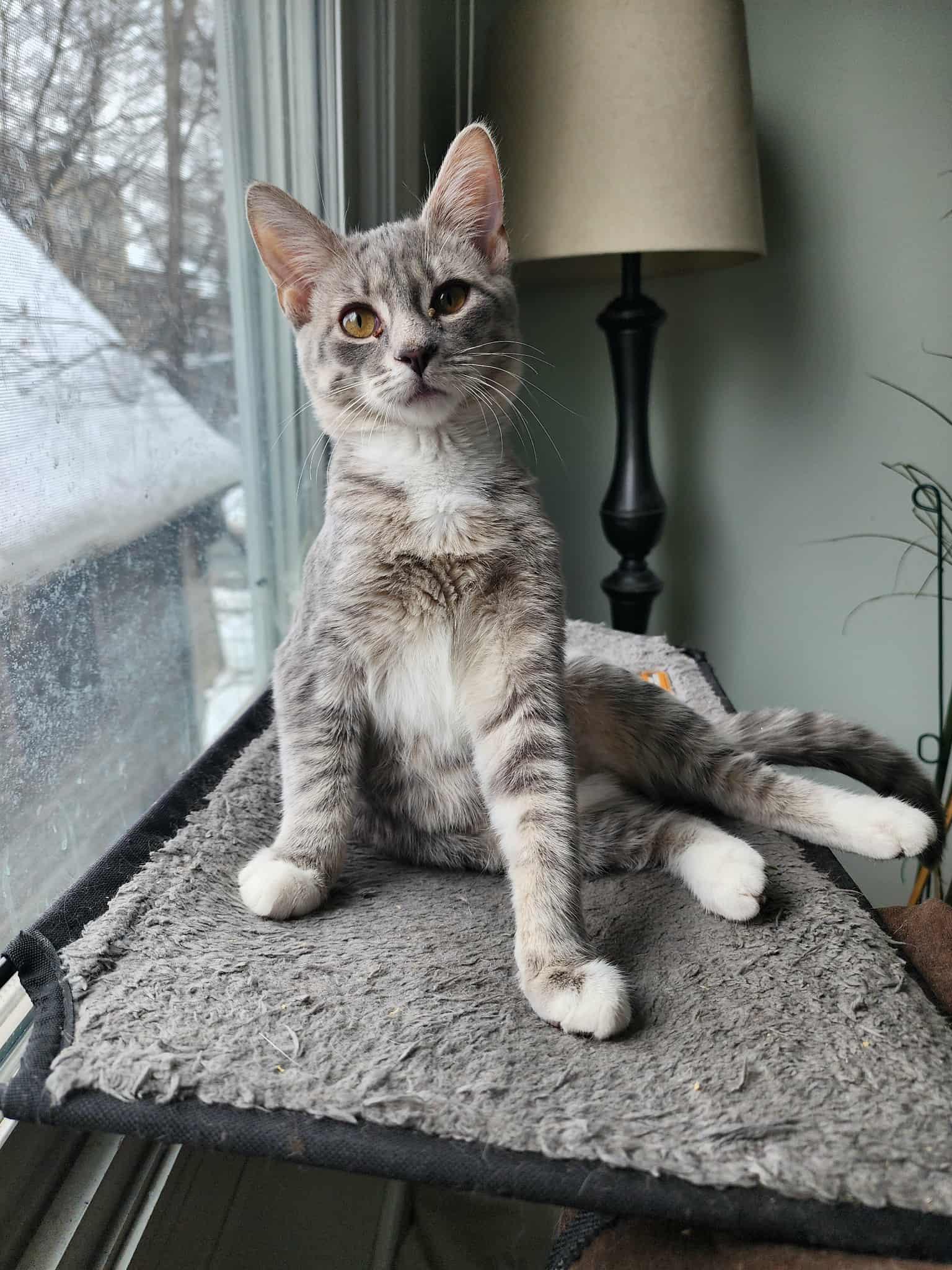 Blue Angel, an adopted Domestic Short Hair in Chicago, IL image 2/2