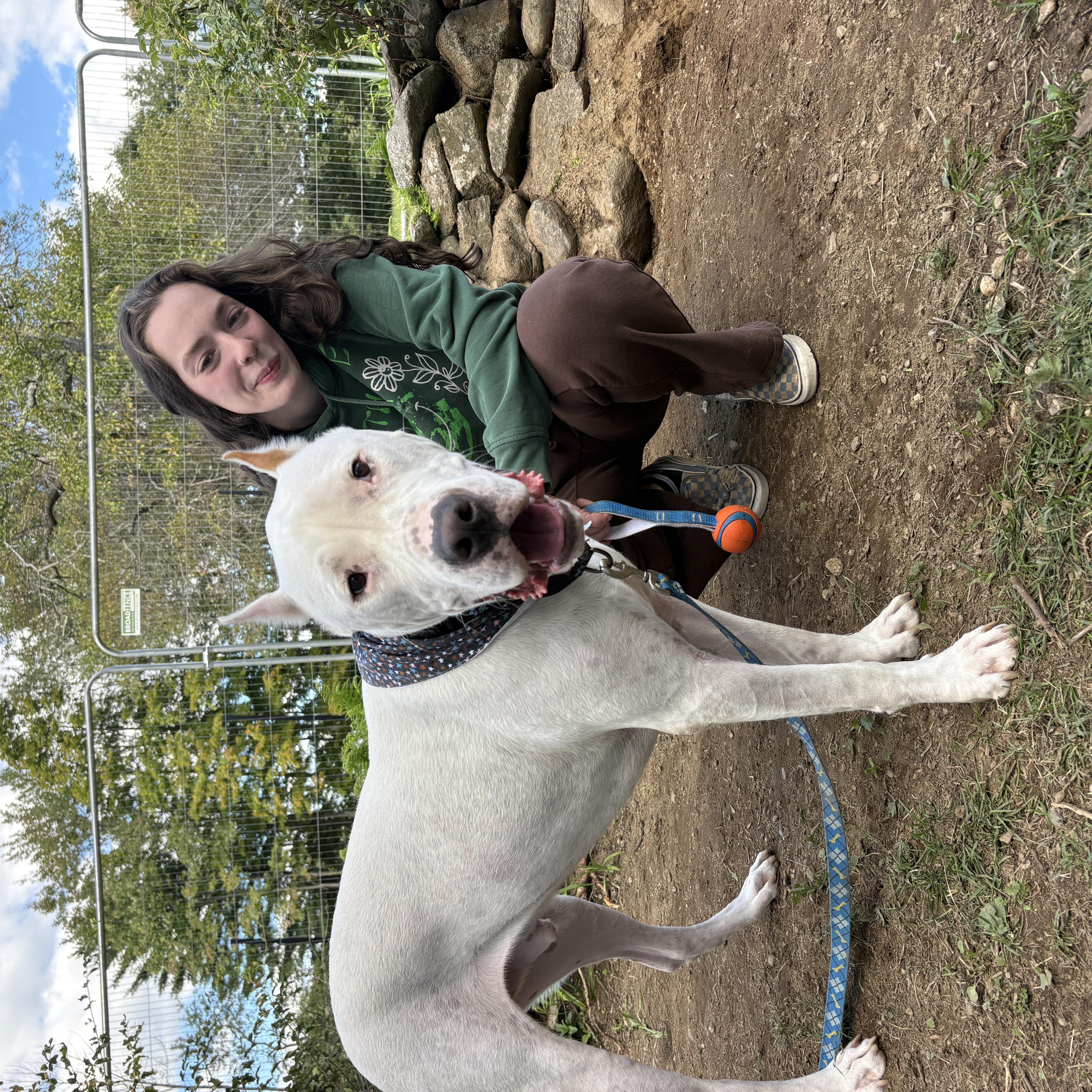 Enlarge Anton, a Adoptable mixed breed in New Boston, NH image 4/6