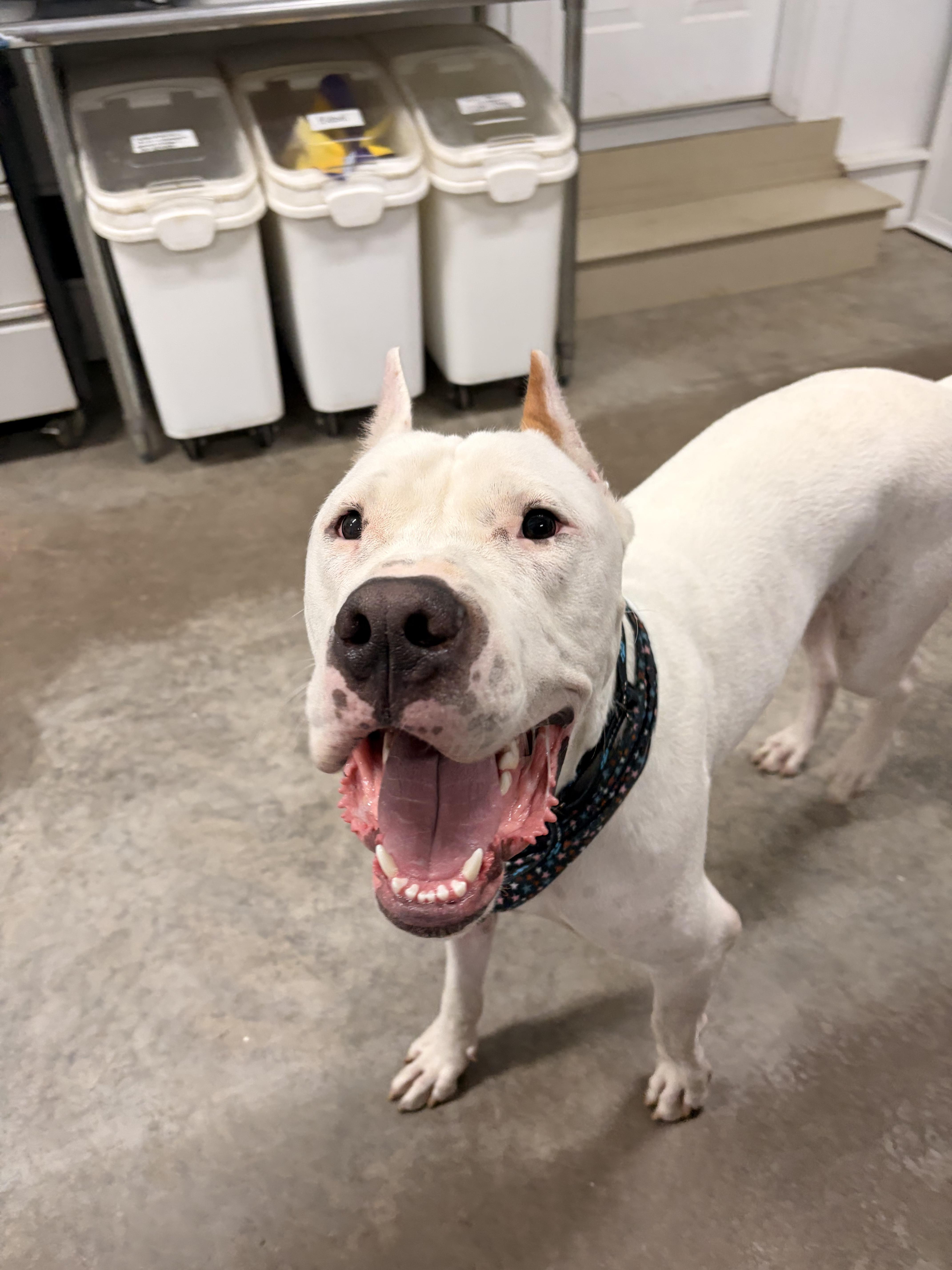 Enlarge Anton, a Adoptable mixed breed in New Boston, NH image 1/6