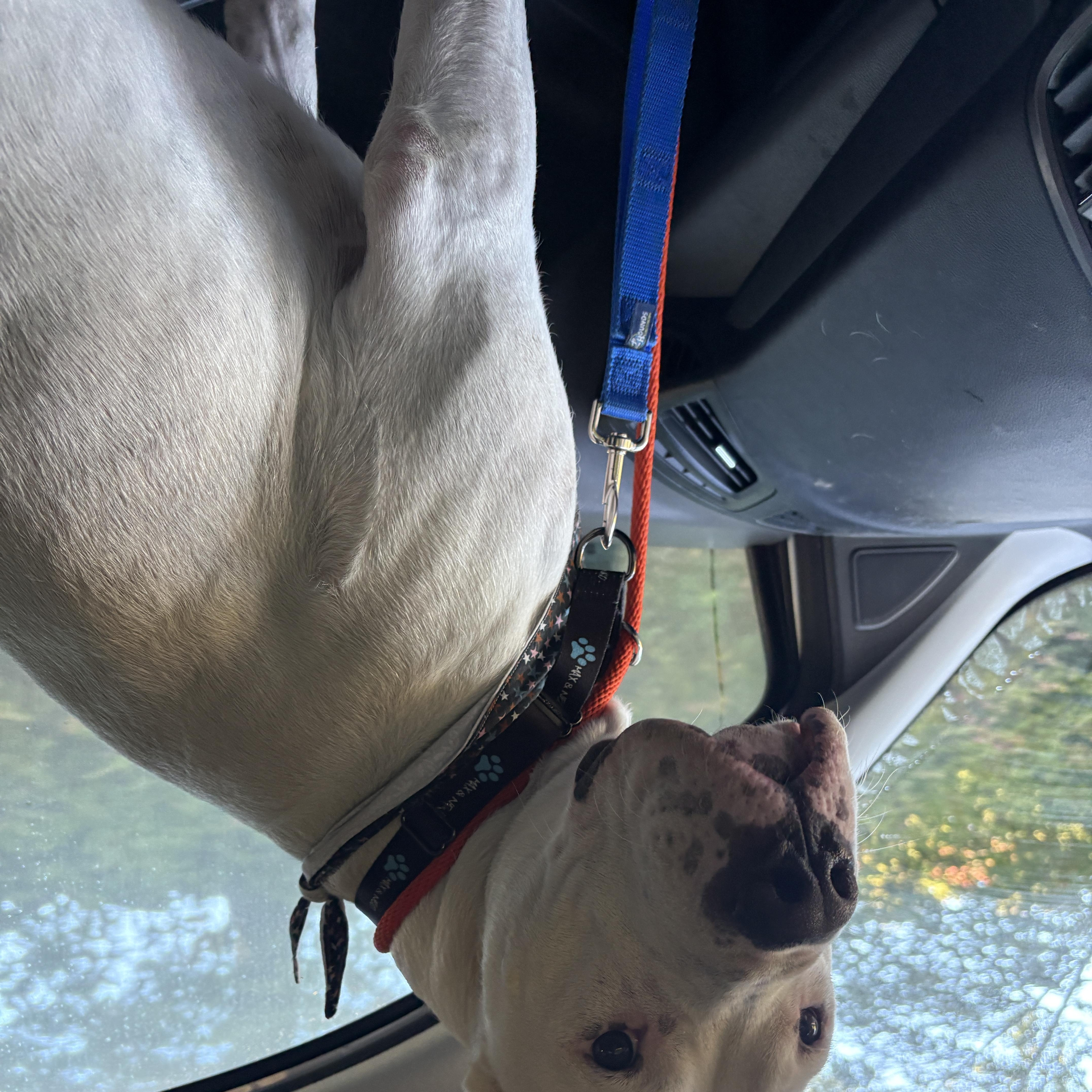 Enlarge Anton, a Adoptable mixed breed in New Boston, NH image 6/6
