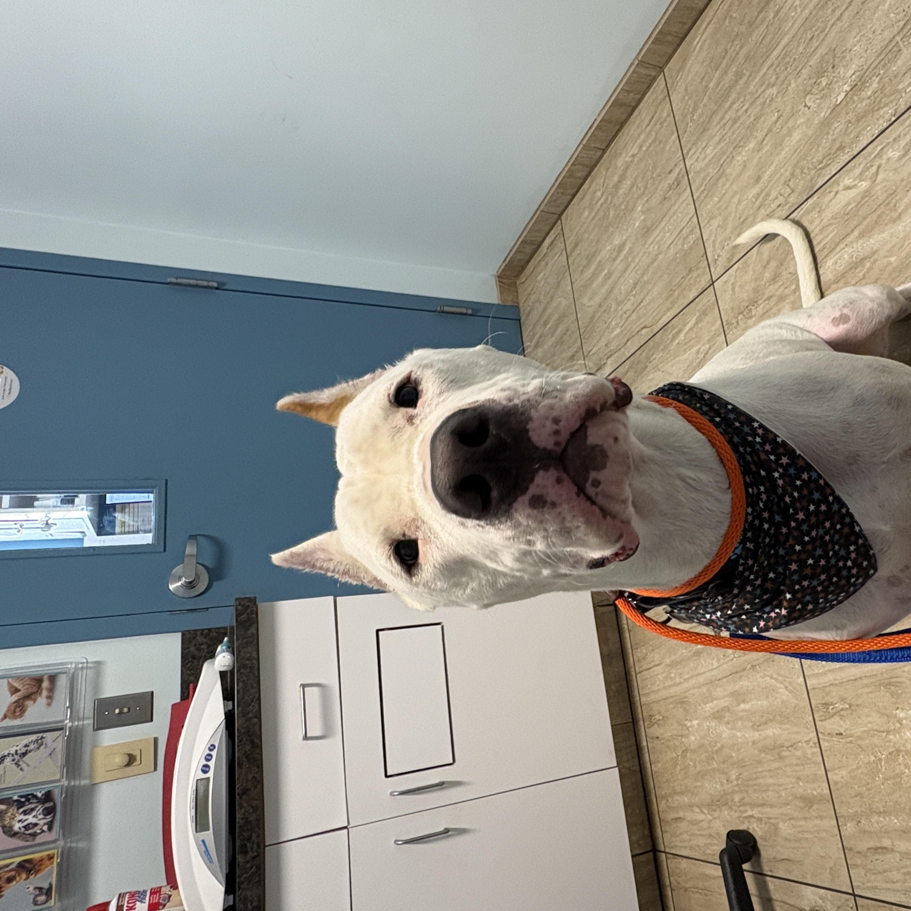Enlarge Anton, a Adoptable mixed breed in New Boston, NH image 5/6
