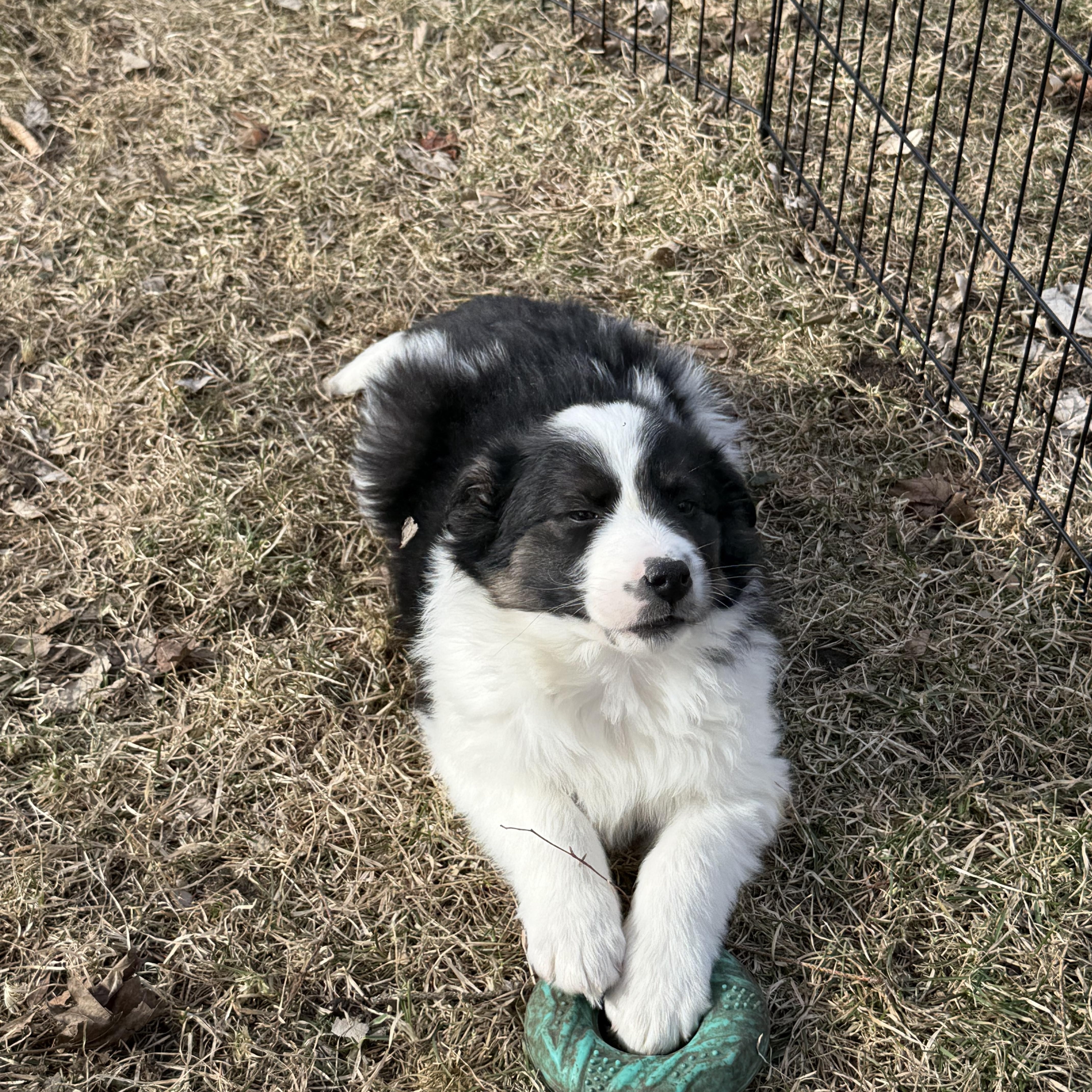 Enlarge Chip. ADOPTED, a ADOPTABLE Australian Shepherd in Union Grove, WI image 2/3