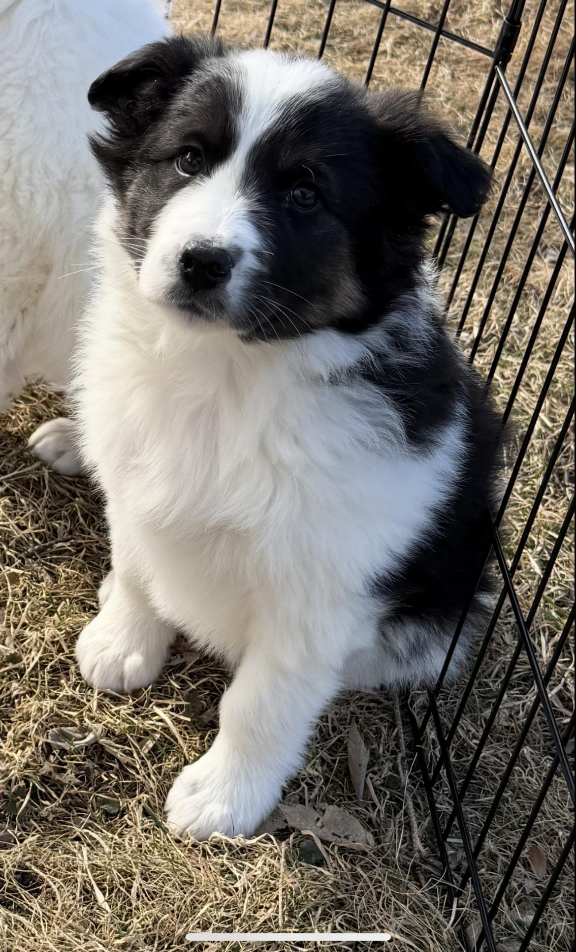 Enlarge Chip. ADOPTED, a ADOPTABLE Australian Shepherd in Union Grove, WI image 1/3