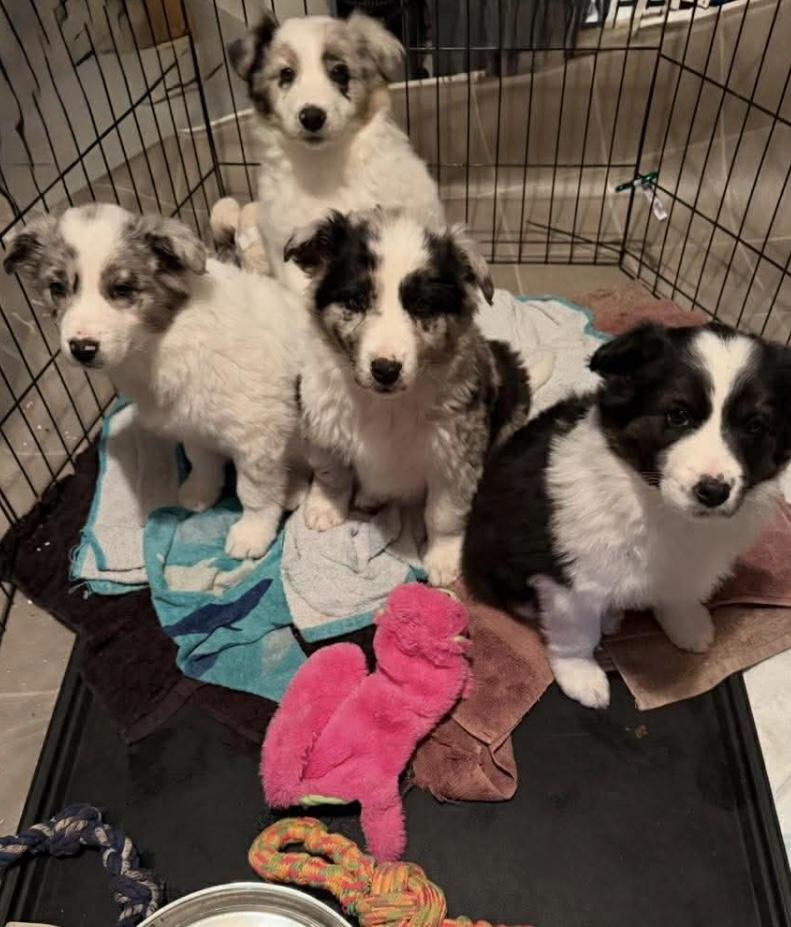 Enlarge Chip. ADOPTED, a ADOPTABLE Australian Shepherd in Union Grove, WI image 3/3