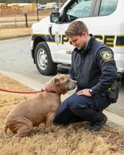 DA 34 Cindy Lou, Adoptable, Senior Female Pit Bull Terrier.