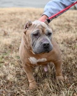 Enlarge DA 34 Cindy Lou, a Adoptable Pit Bull Terrier in Glen Allen, VA image 2/3