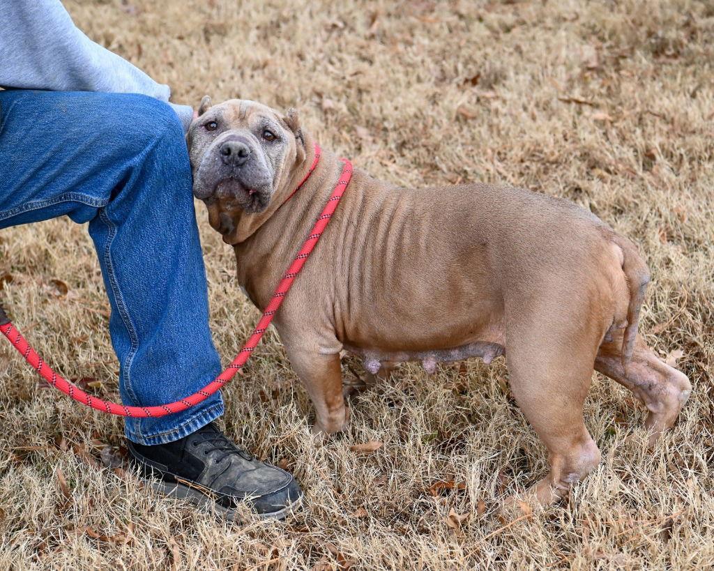 Enlarge DA 34 Cindy Lou, a Adoptable Pit Bull Terrier in Glen Allen, VA image 3/3