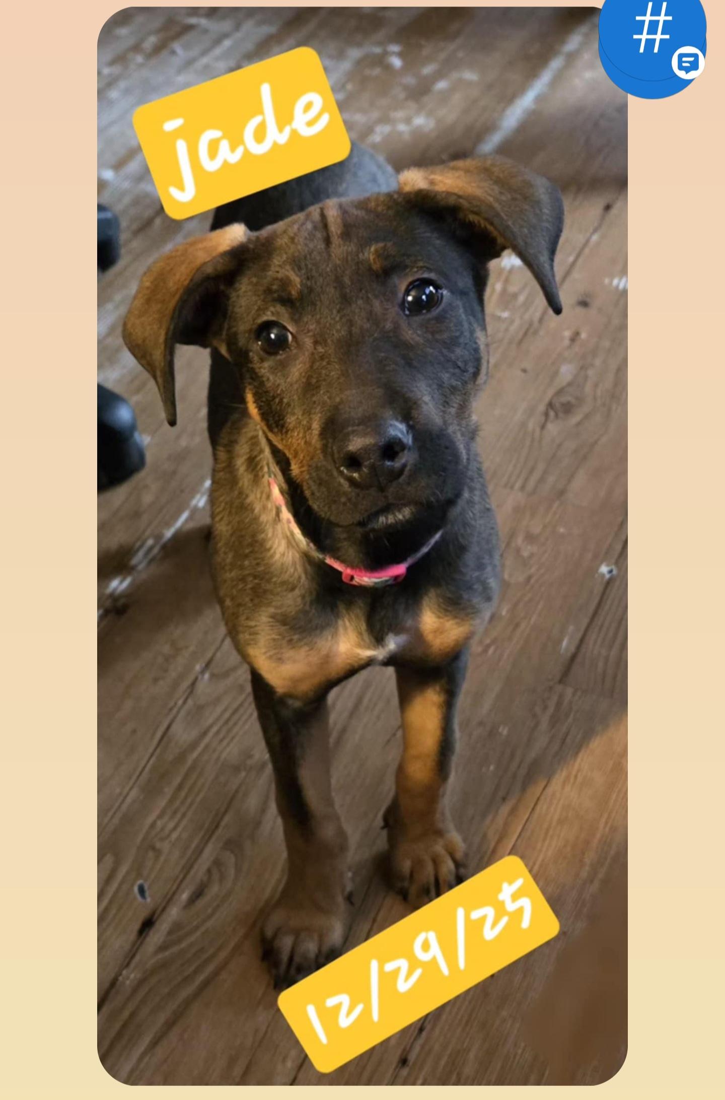 Enlarge JADE, a ADOPTABLE mixed breed in Harrison, MI image 1/1