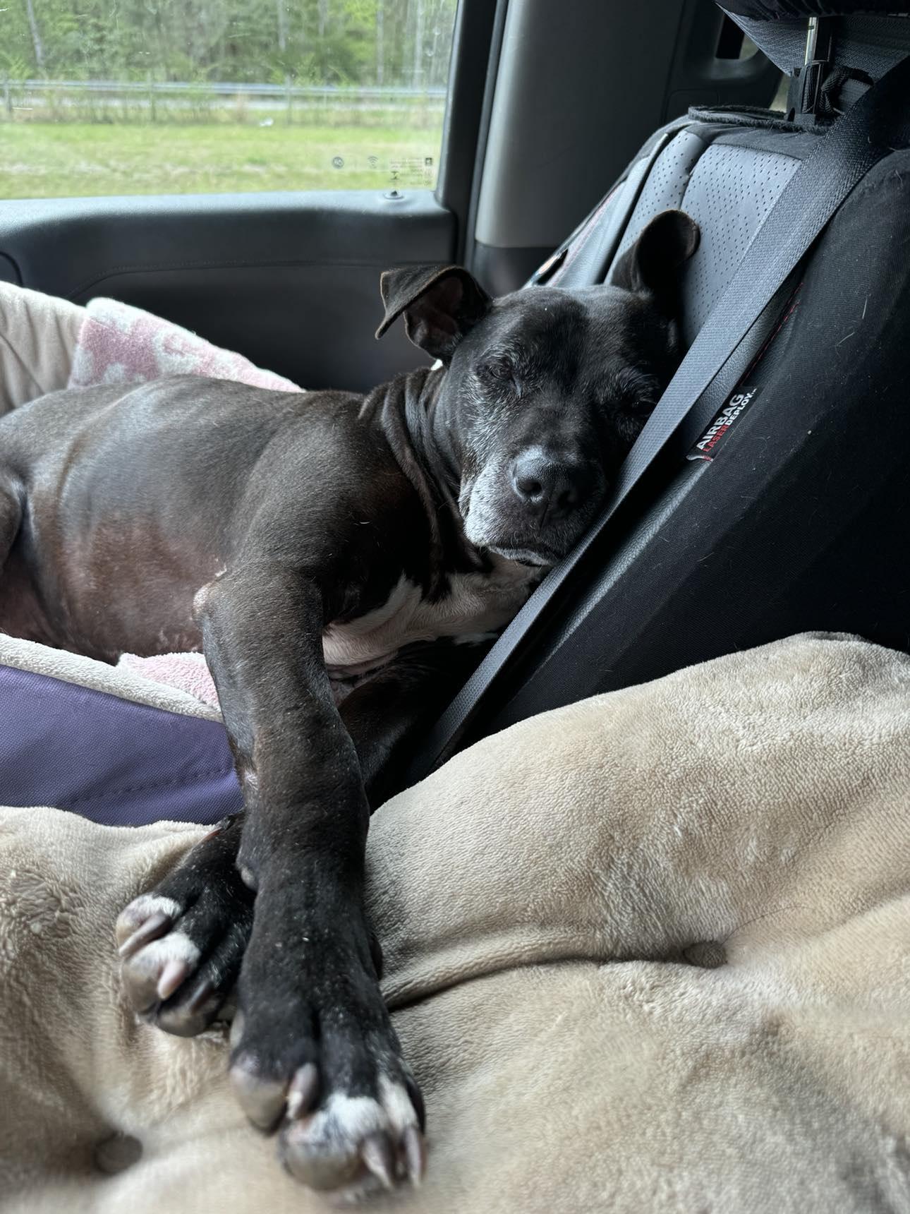 BETTY, Adoptable, Senior Female American Staffordshire Terrier & Hound.