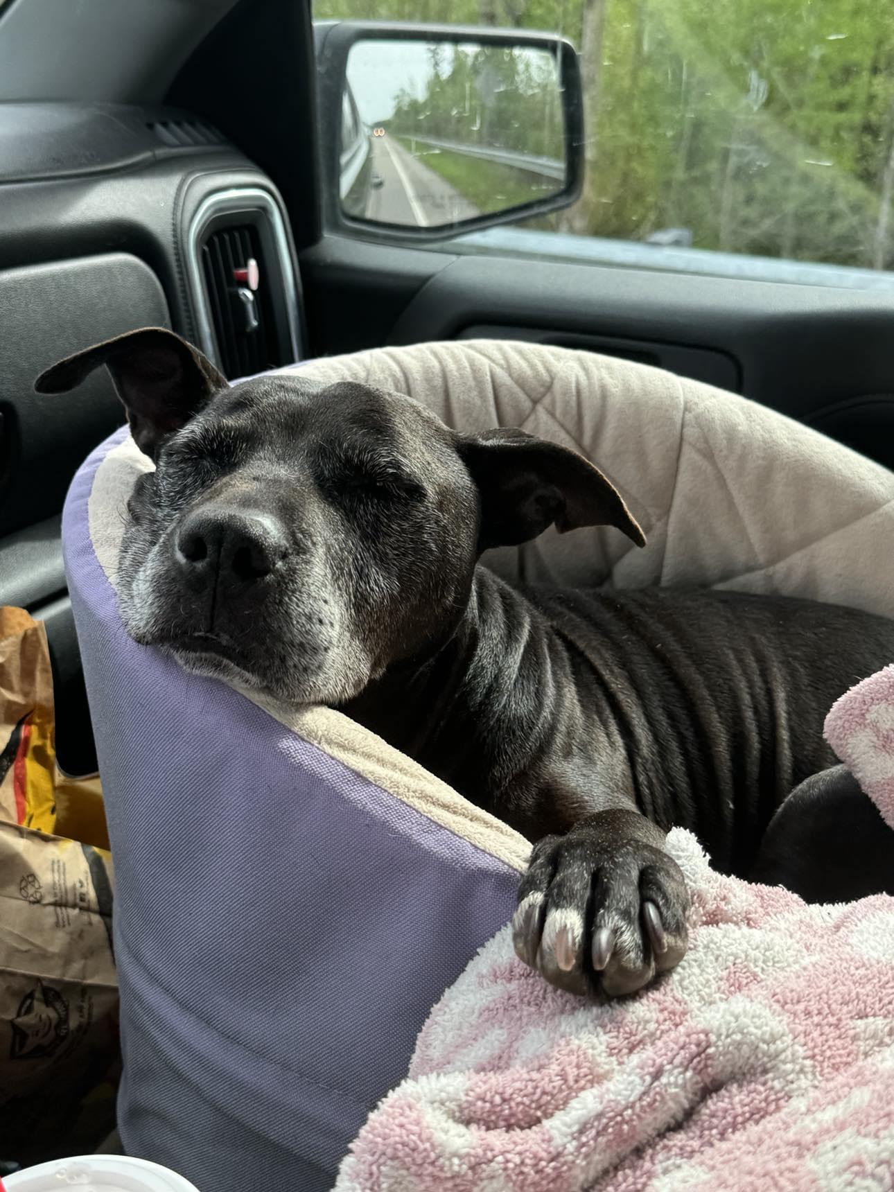 Enlarge BETTY, a Adoptable mixed breed in Mount Holly, NJ image 2/6