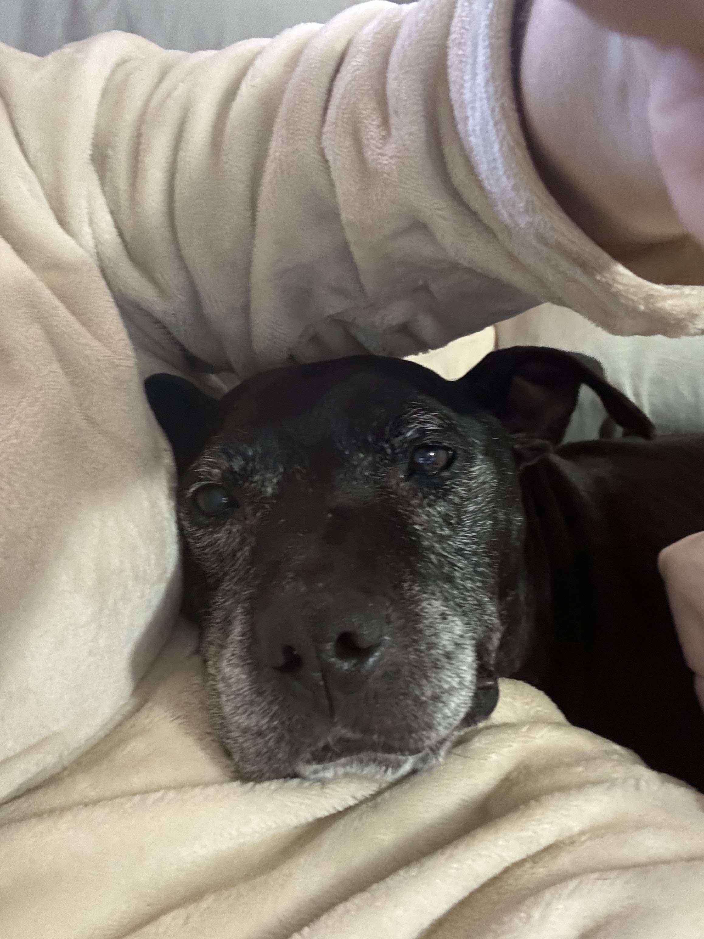 Enlarge BETTY, a Adoptable mixed breed in Mount Holly, NJ image 3/6