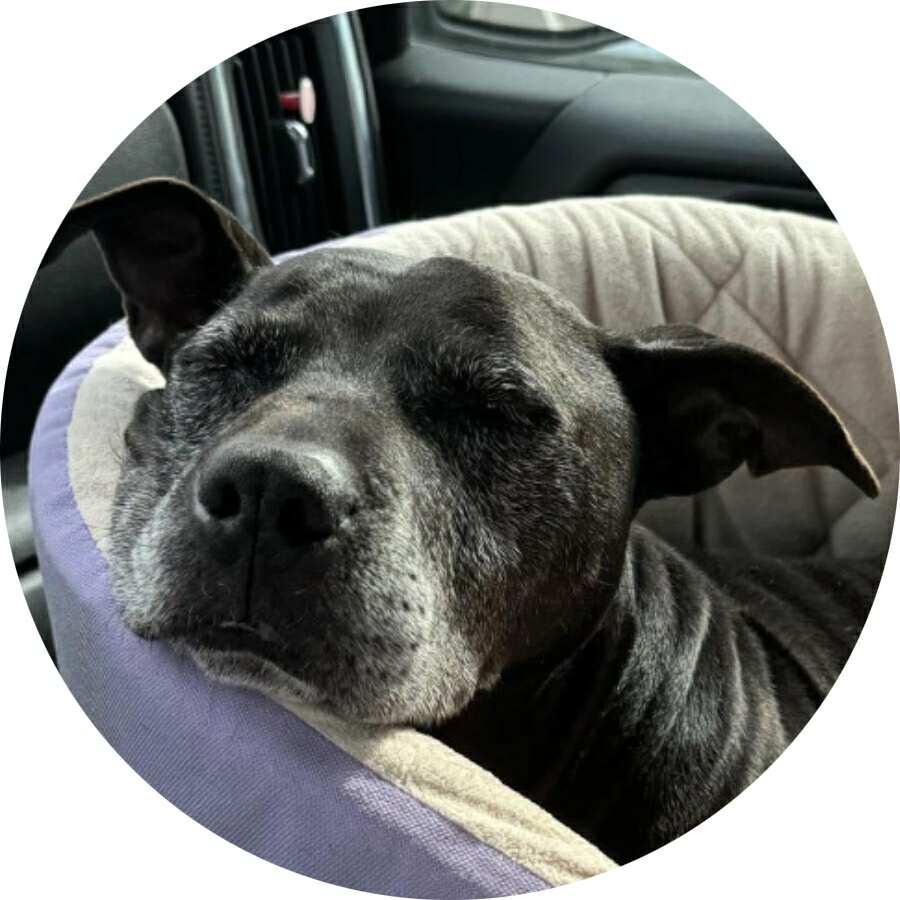 Enlarge BETTY, a Adoptable mixed breed in Mount Holly, NJ image 1/6