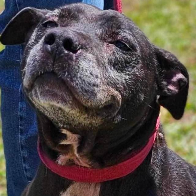 Enlarge BETTY, a Adoptable mixed breed in Mount Holly, NJ image 4/6