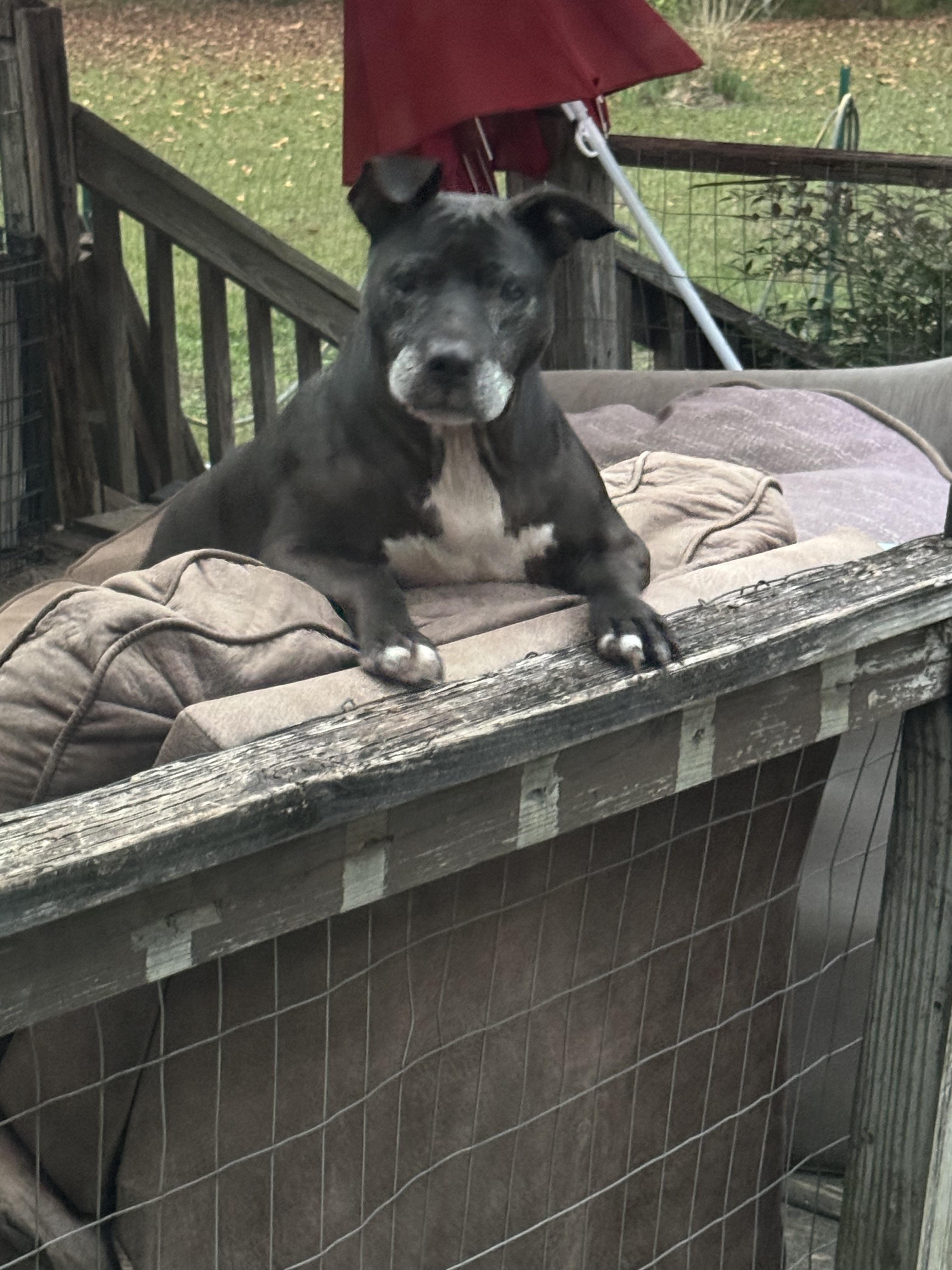 Enlarge BETTY, a Adoptable mixed breed in Mount Holly, NJ image 5/6