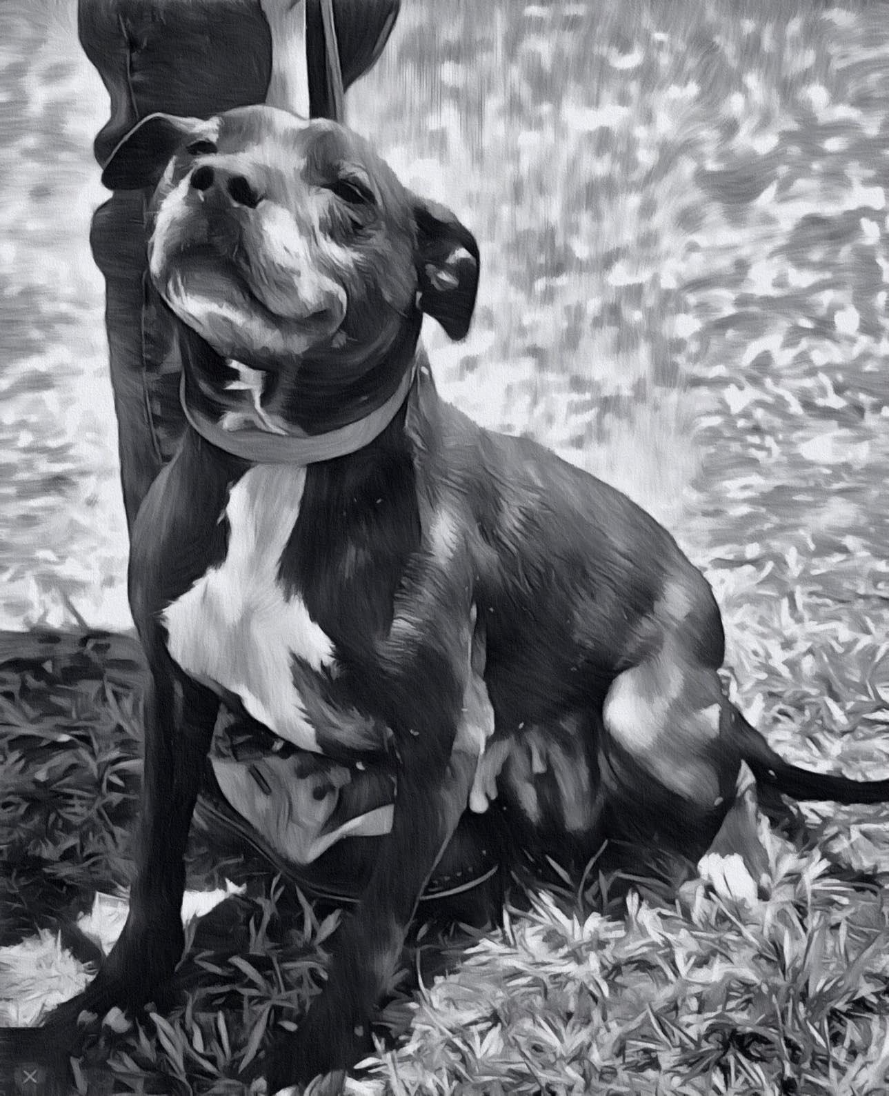 Enlarge BETTY, a Adoptable mixed breed in Mount Holly, NJ image 5/6