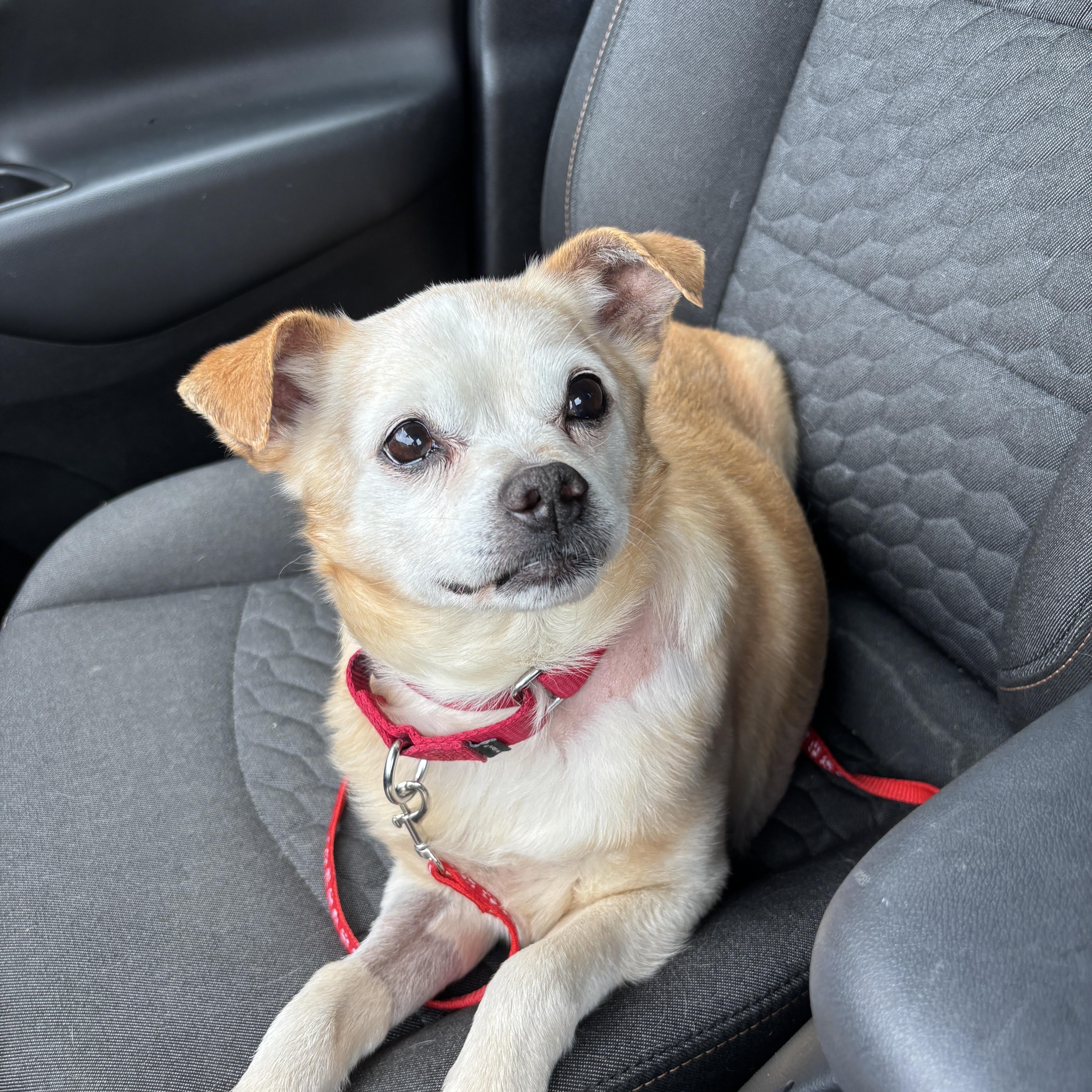 Enlarge Doc, a ADOPTABLE Mixed Breed in Lexington, KY image 5/6