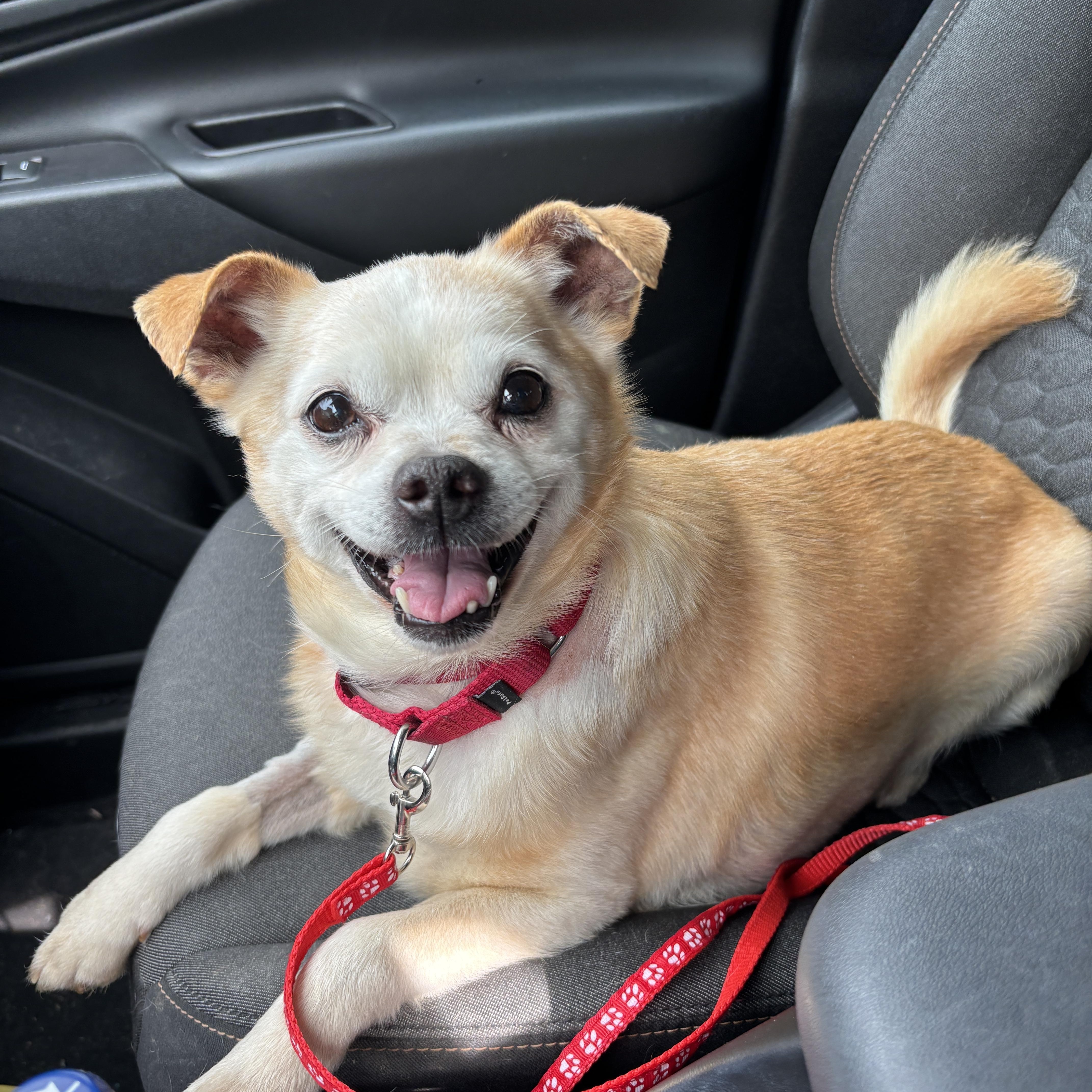 Enlarge Doc, a ADOPTABLE Mixed Breed in Lexington, KY image 2/6
