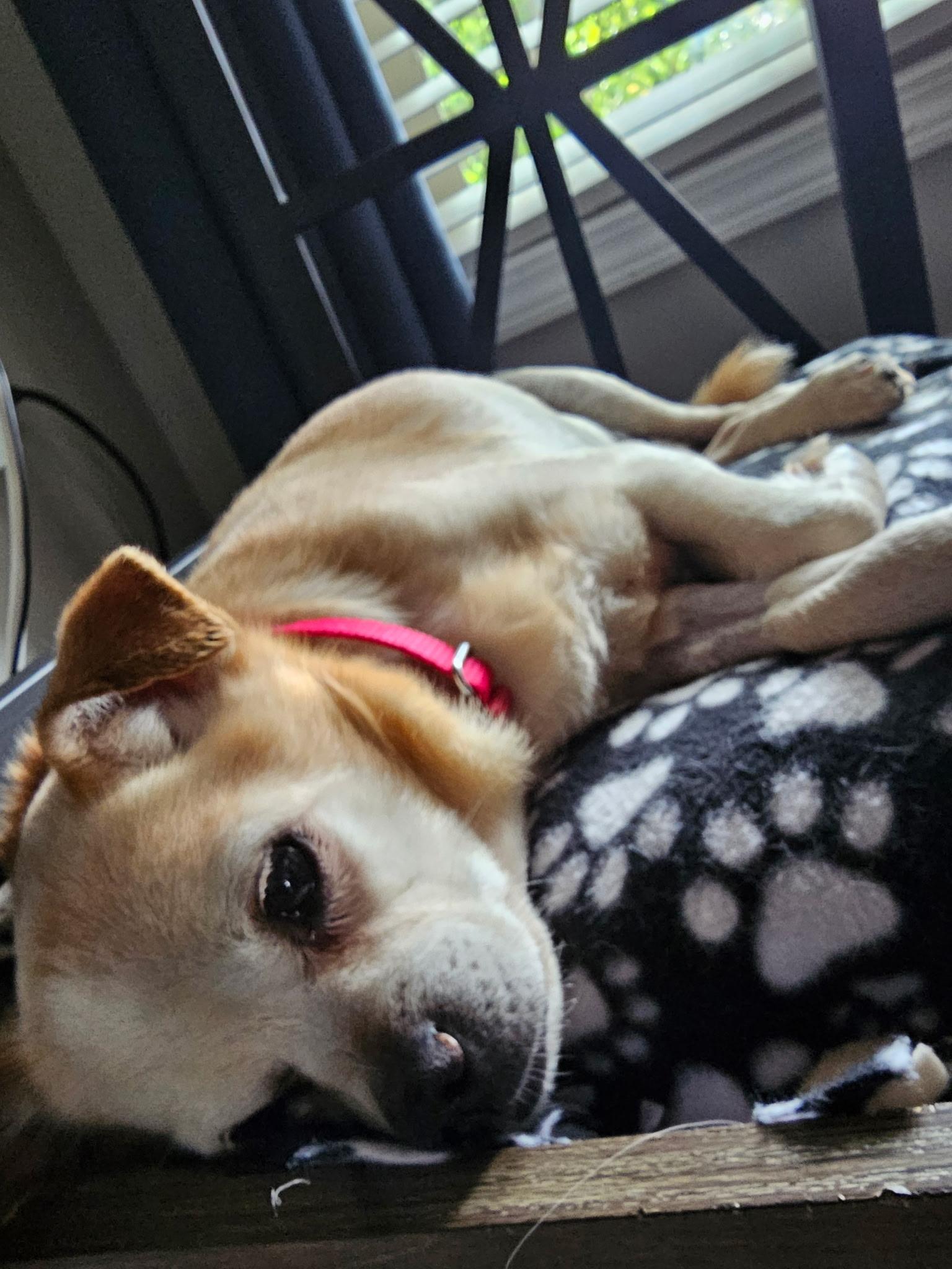 Enlarge Doc, a ADOPTABLE Mixed Breed in Lexington, KY image 6/6