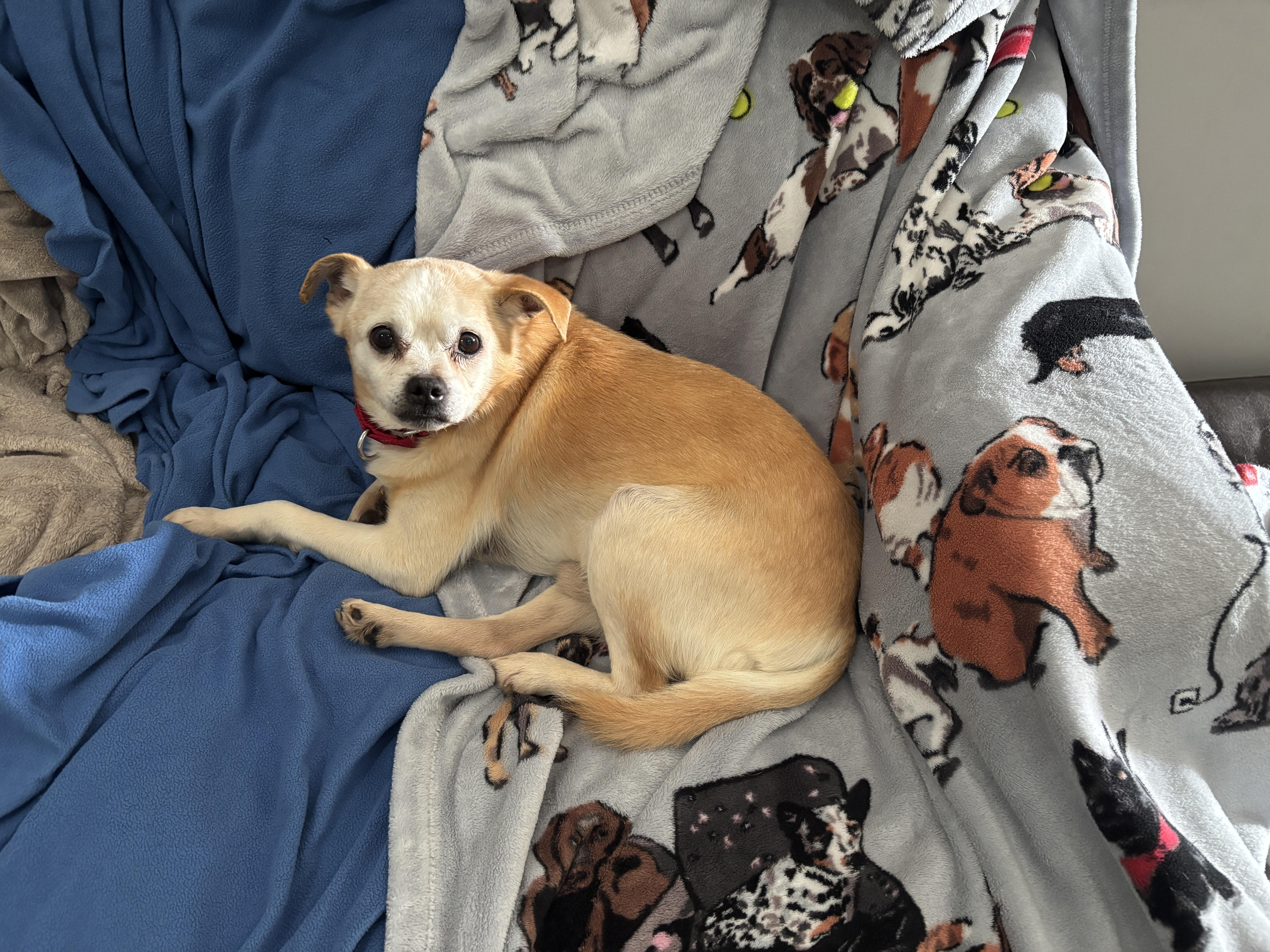 Enlarge Doc, a ADOPTABLE Mixed Breed in Lexington, KY image 4/6