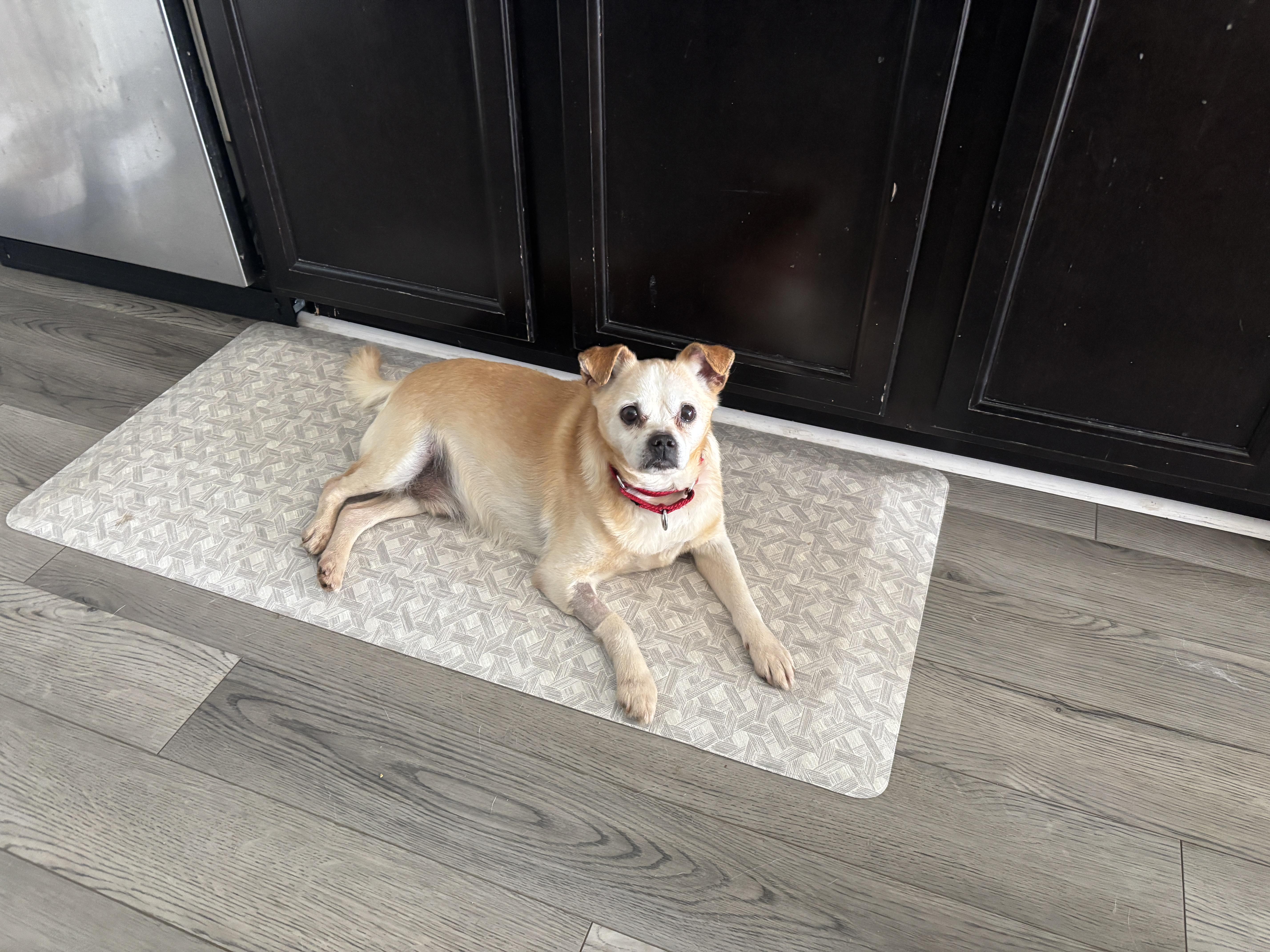 Doc, ADOPTABLE, Senior Male Mixed Breed.