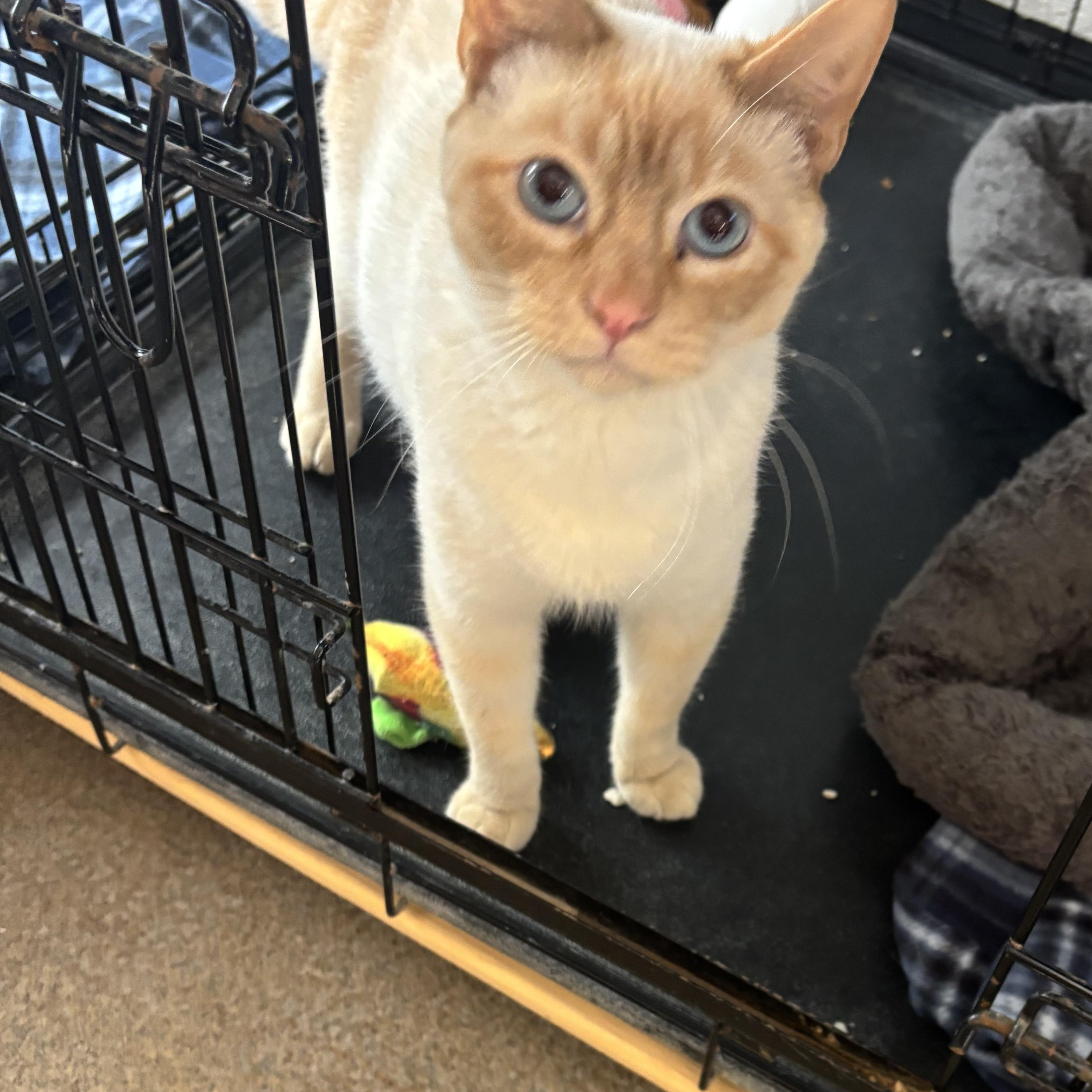 Enlarge Thor 3699, an adopted Siamese in Boca Raton, FL image 1/1