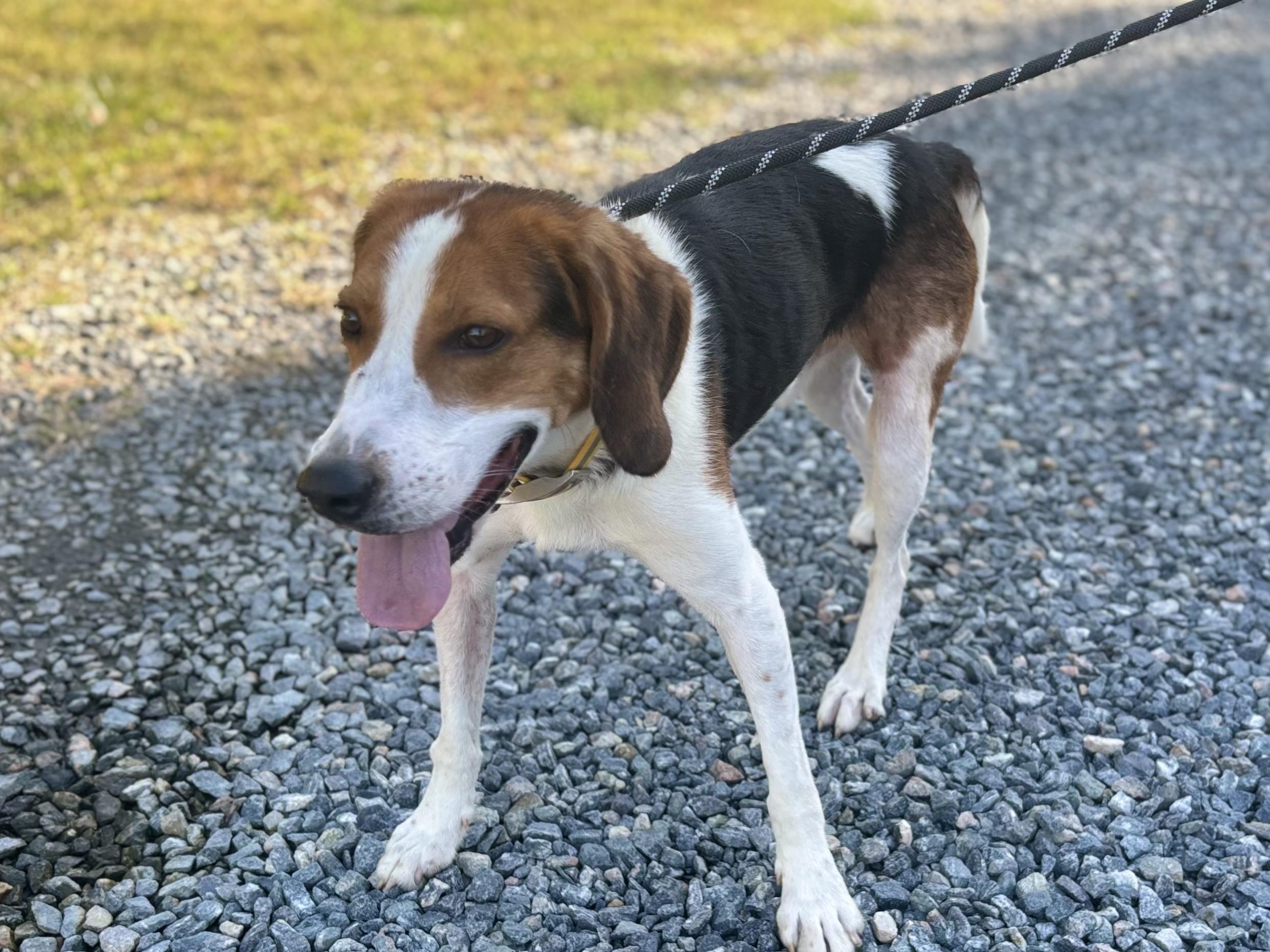 Enlarge BJ, a Adoptable Hound in Gloucester, VA image 2/4