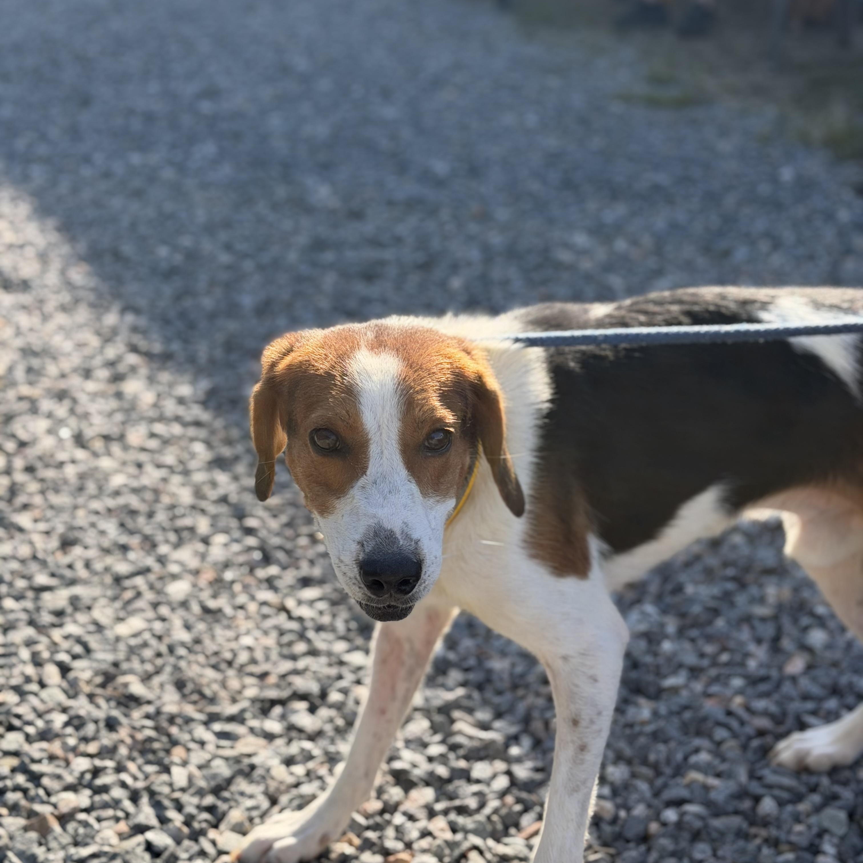 Enlarge BJ, a Adoptable Hound in Gloucester, VA image 3/4