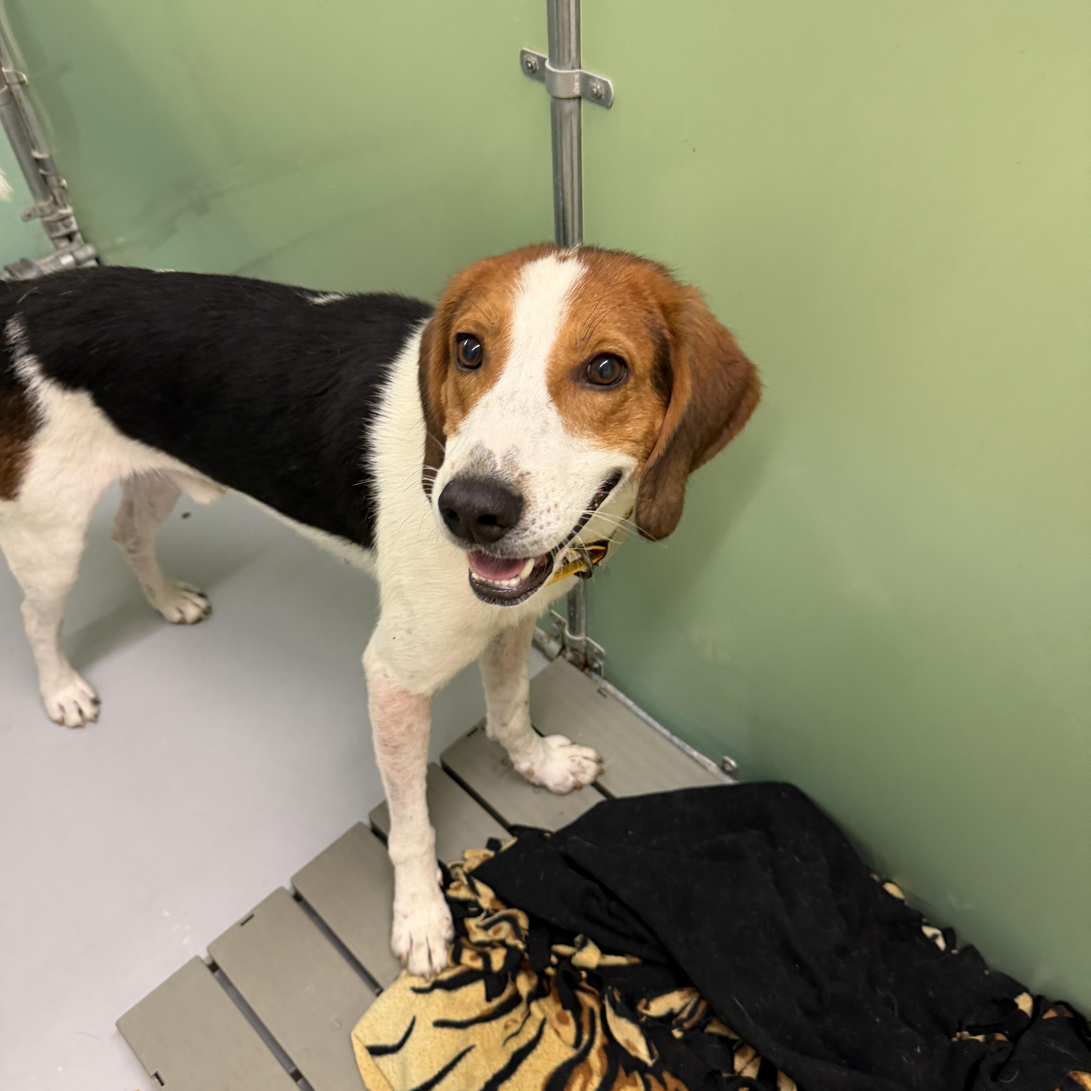 Enlarge BJ, a Adoptable Hound in Gloucester, VA image 4/4