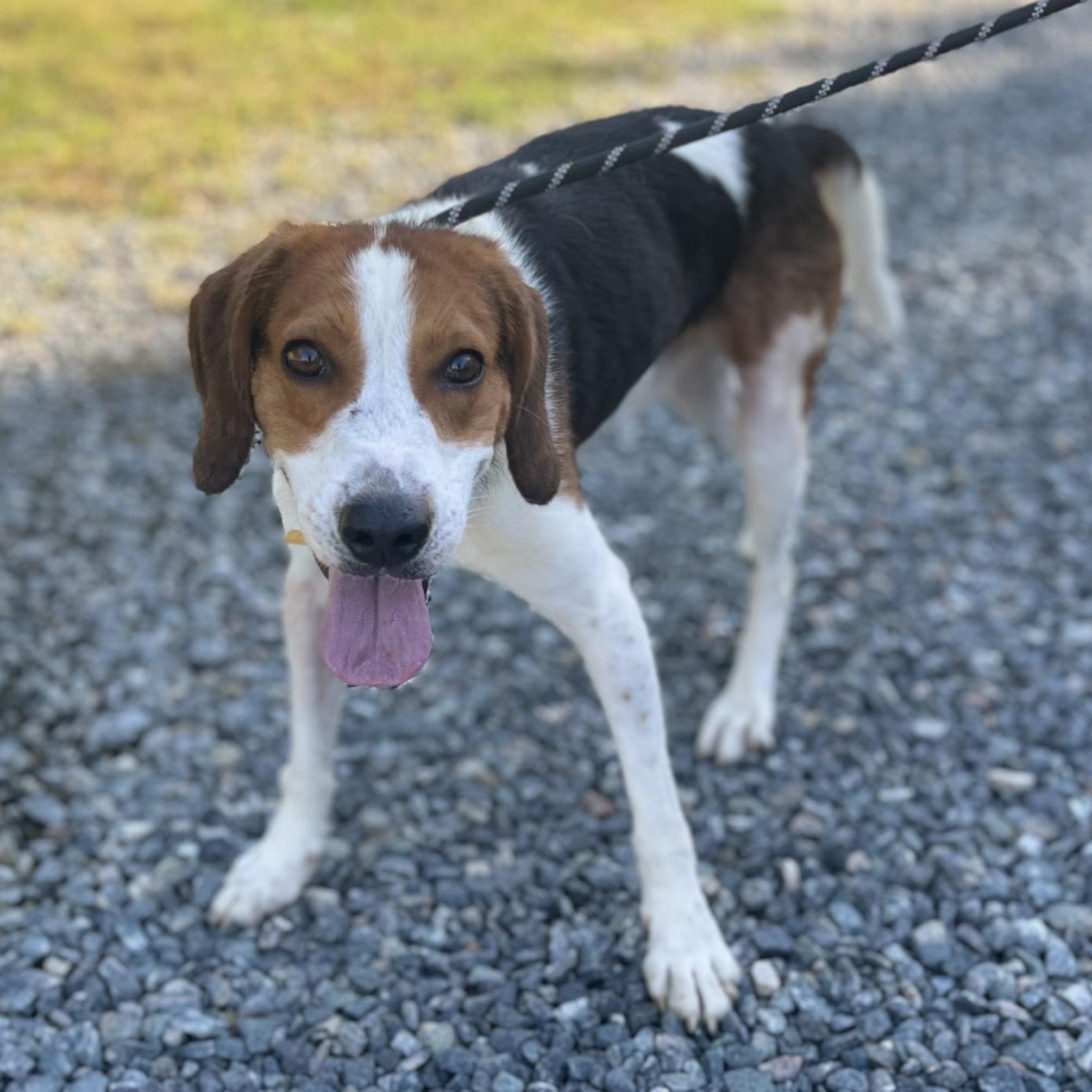 Enlarge BJ, a Adoptable Hound in Gloucester, VA image 1/4
