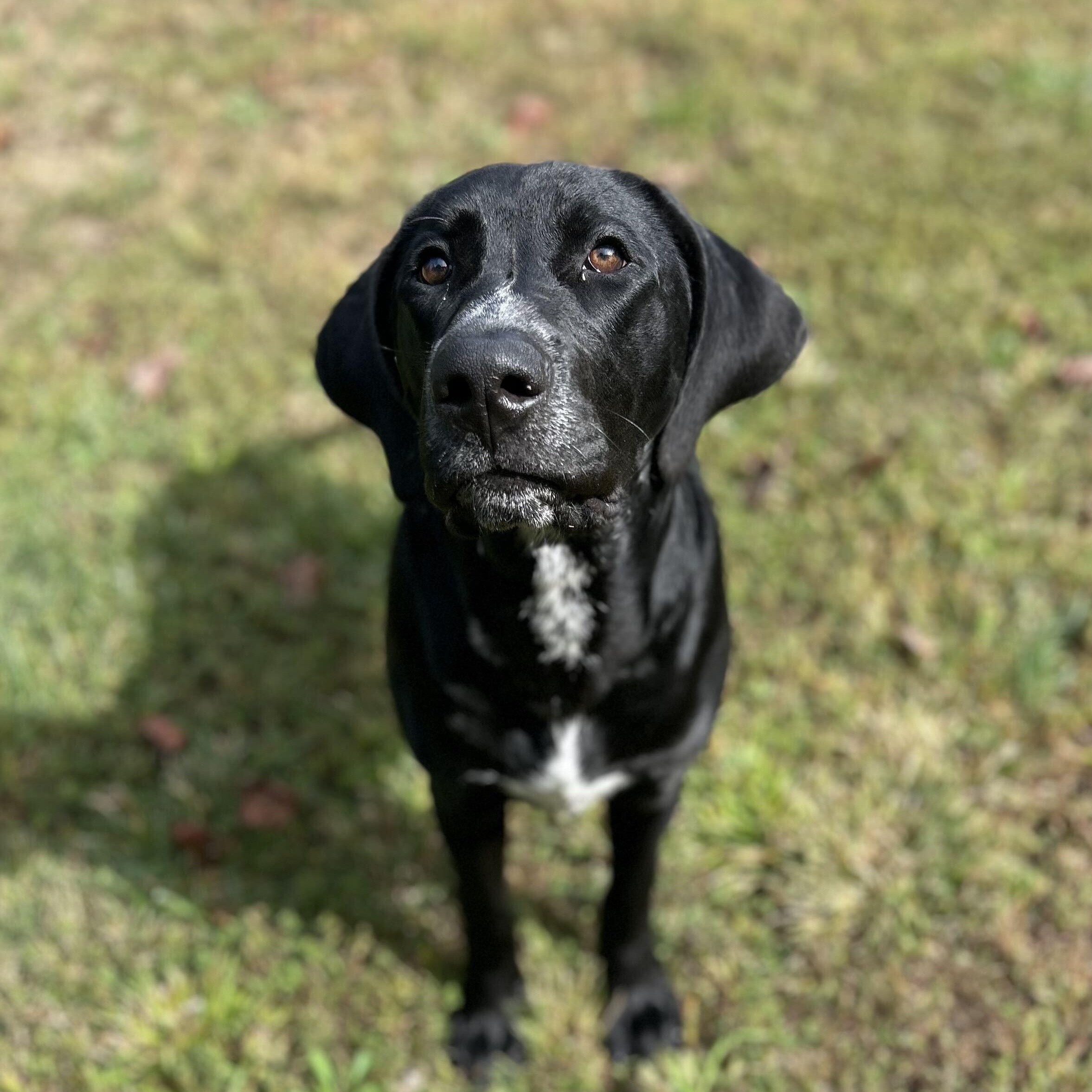 Enlarge Ace, a Adoptable mixed breed in Spruce Pine, NC image 2/3