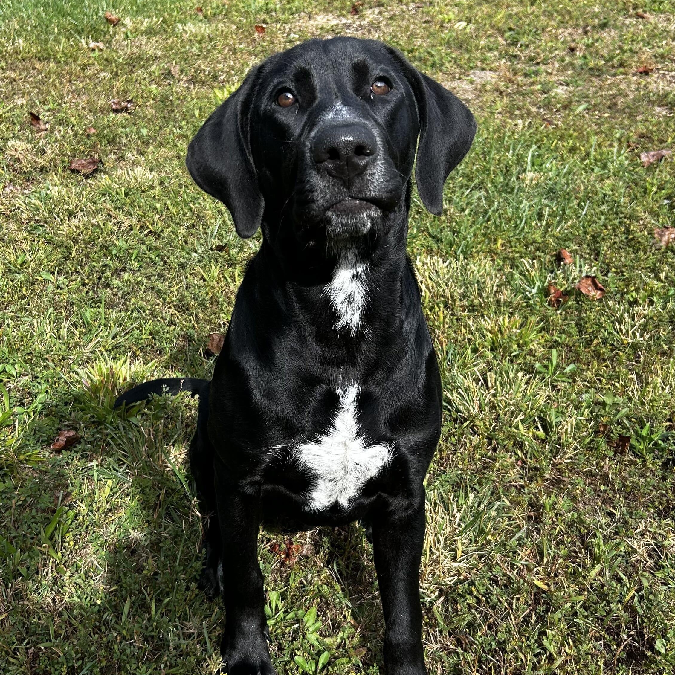 Enlarge Ace, a Adoptable mixed breed in Spruce Pine, NC image 3/3
